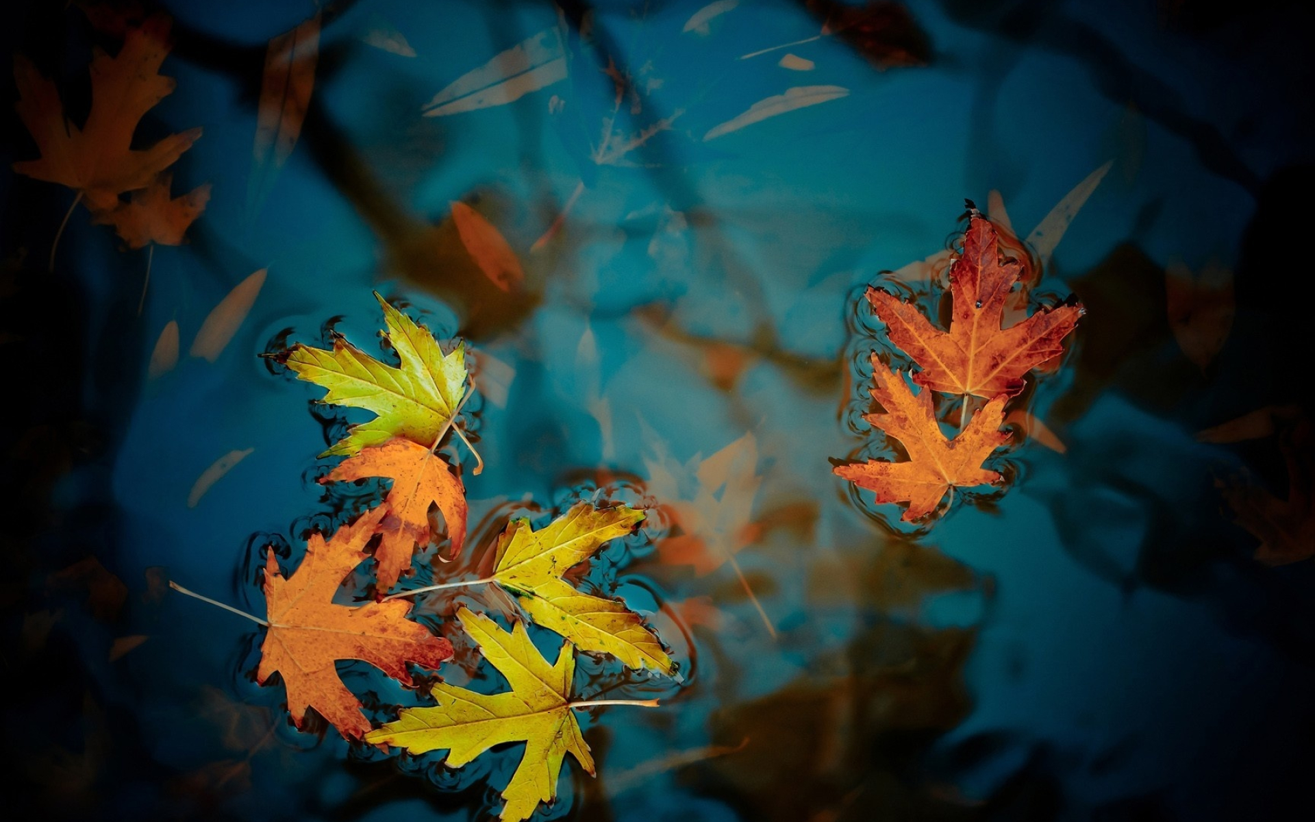 Maple leaf, Water's touch, Nature's tranquility, Peaceful landscape, 1920x1200 HD Desktop