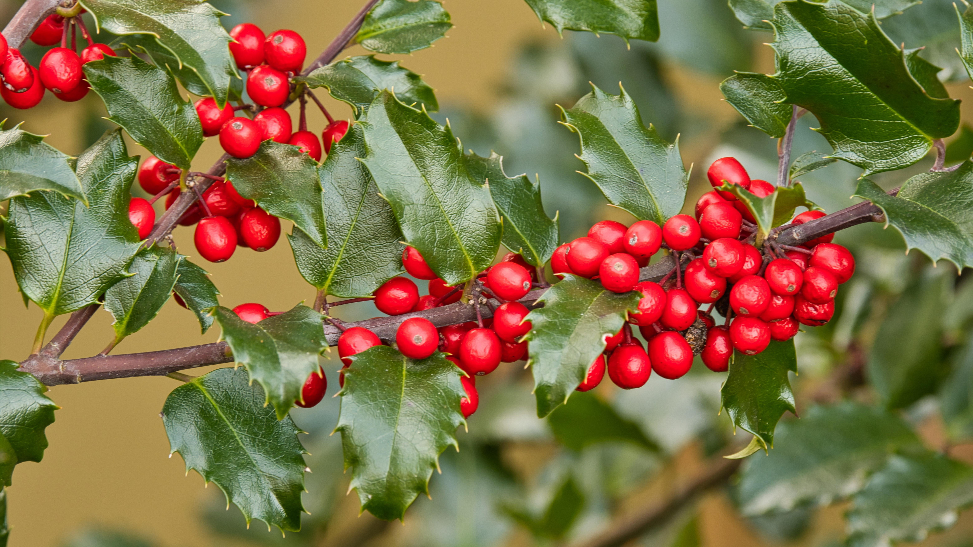 Holly Tree, Branch with berries, Macro shot, Fullscreen delight, 3840x2160 4K Desktop