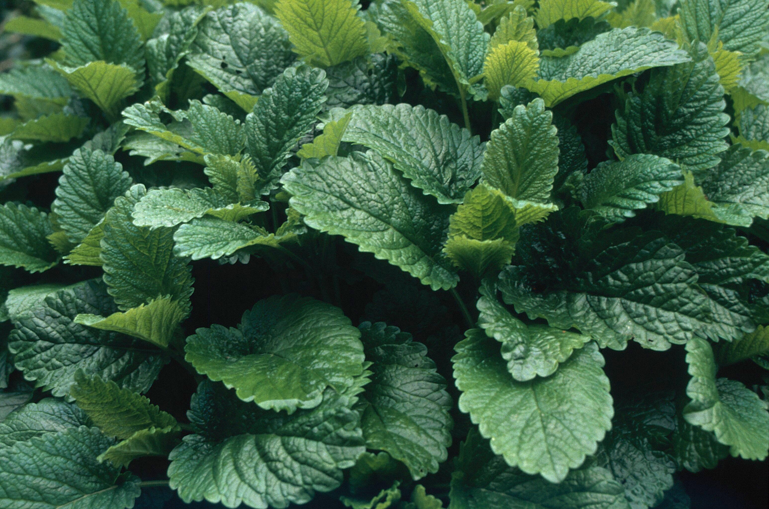 Melissa officinalis, Lemon Balm benefits, Historical collection, Medicinal herb, 3100x2050 HD Desktop