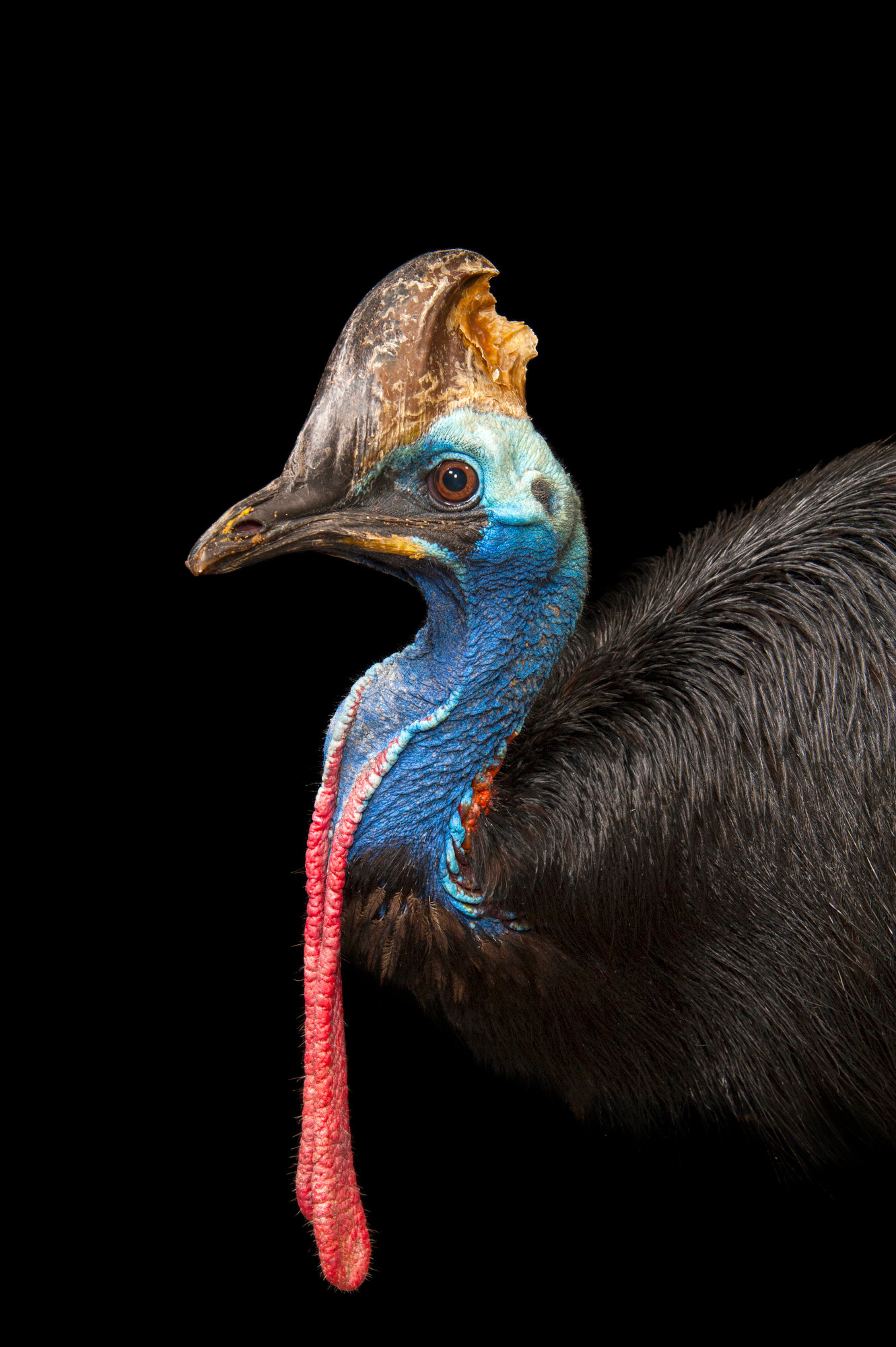 Cassowary, Joel Sartore's photo, Captivating nature, Exotic bird species, 1340x2000 HD Phone