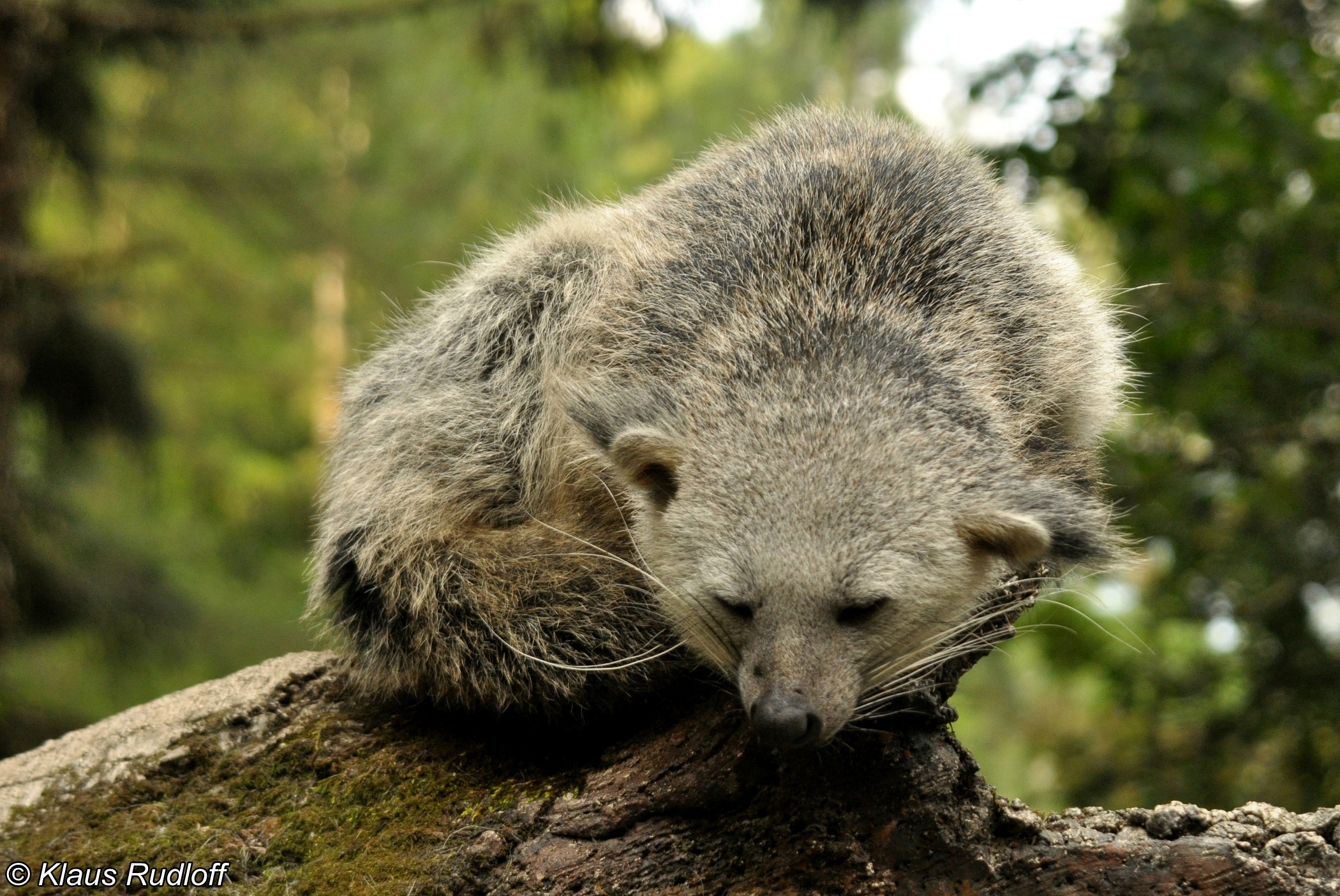 Arctictis binturong penicillatus, Bornean Binturong image, 2100x1410 HD Desktop