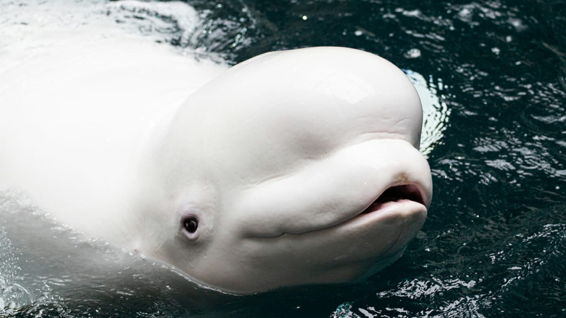 Beluga Whale, HD wallpaper, Michelle Simpson, Aquatic beauty, 1920x1080 Full HD Desktop