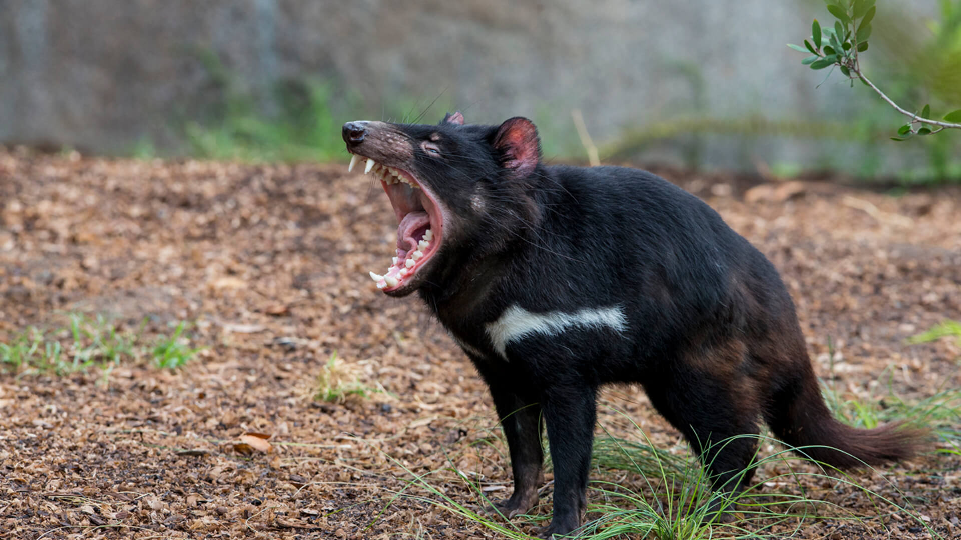 Tassie Devil wallpapers, Cartoon, Devil pictures, HQ, 1920x1080 Full HD Desktop