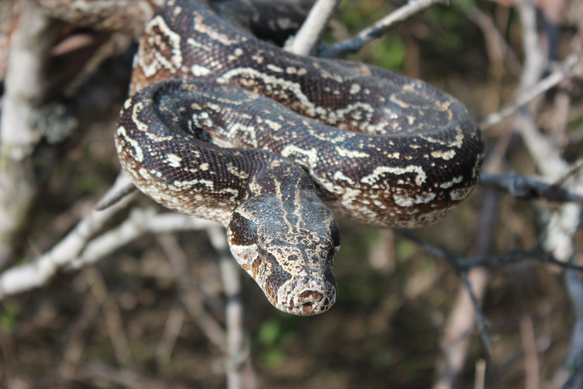 Boa Constrictor, Mazacuata, Inaturalist Ecuador, 2050x1370 HD Desktop