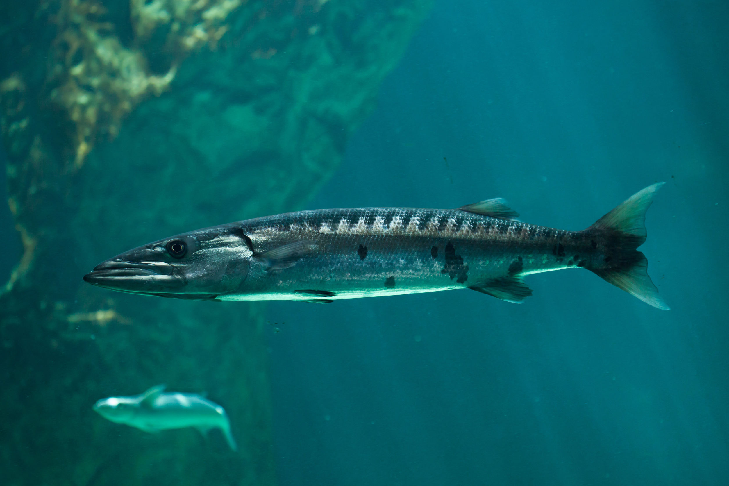 Great barracuda, Sphyraena barracuda, Marine predator, Ocean hunter, 2510x1680 HD Desktop