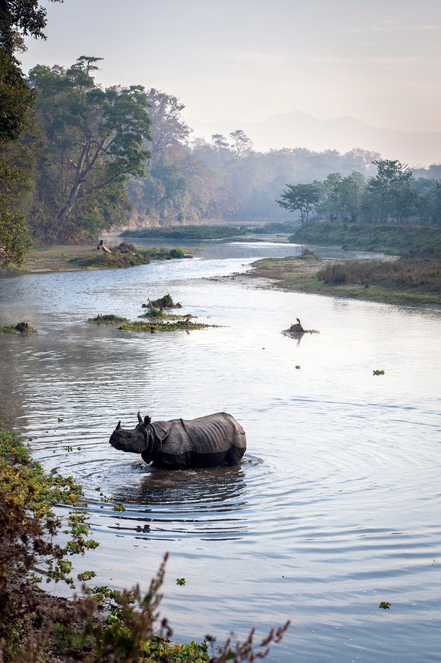 Diverse wildlife, Jungle adventure, Animal sightings, Ecological conservation, 1420x2130 HD Phone