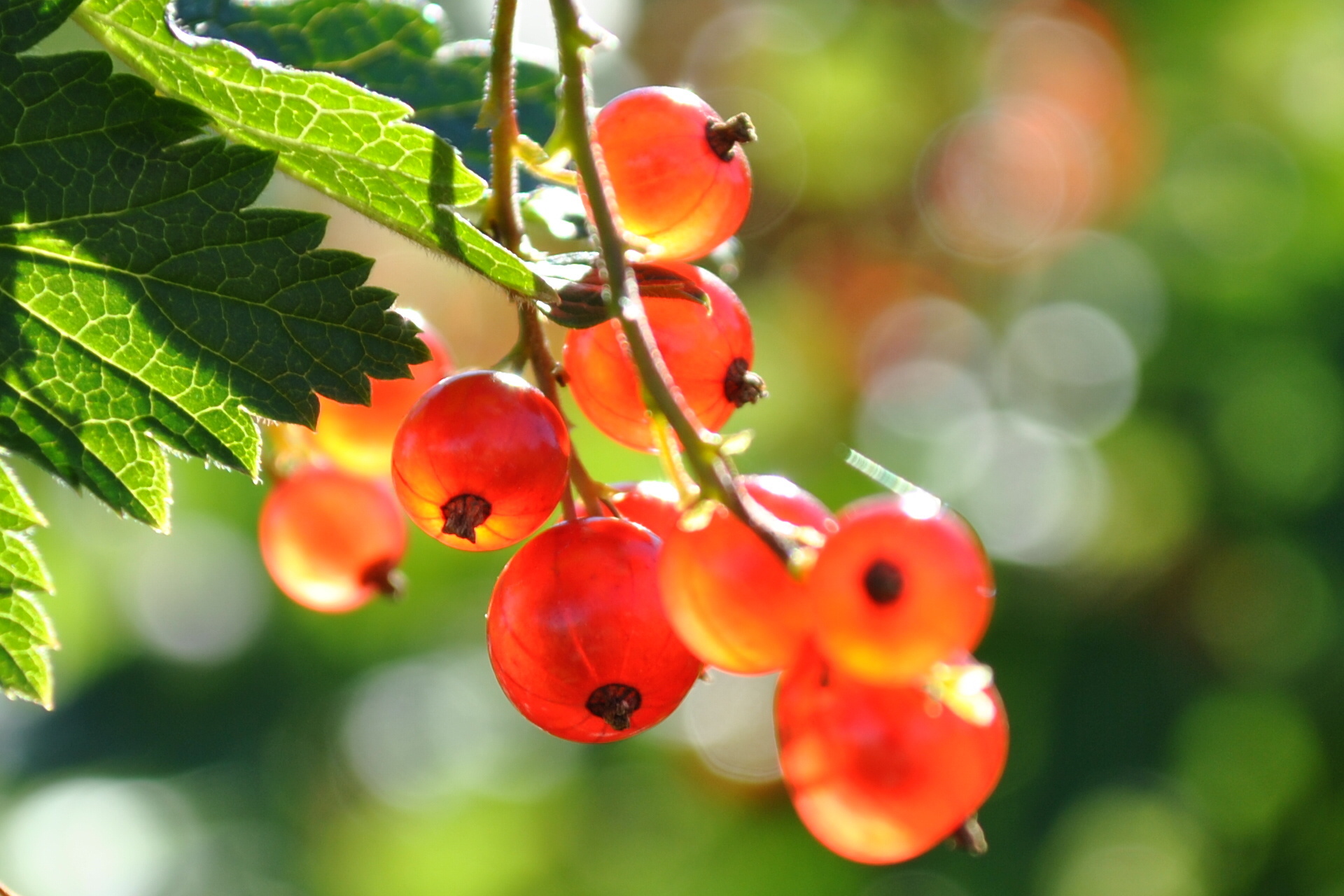 Red currant, Food, Berry branches, Closeup, 1920x1280 HD Desktop