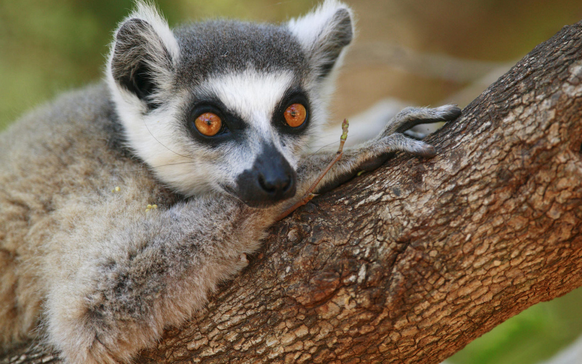 Lemur wallpapers, HD backgrounds, Ring Tailed Lemur, Wildlife appreciation, 1920x1200 HD Desktop