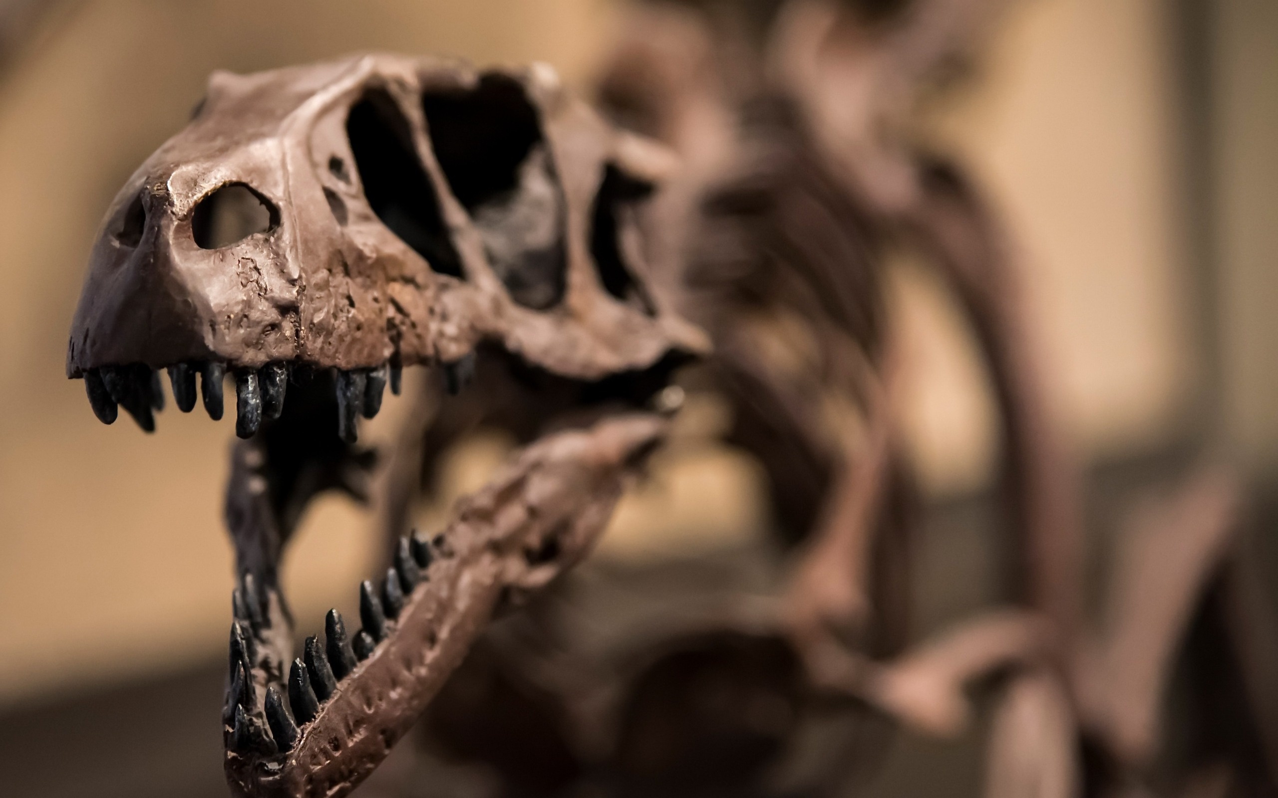 Skeleton, Velociraptor Wallpaper, 2560x1600 HD Desktop