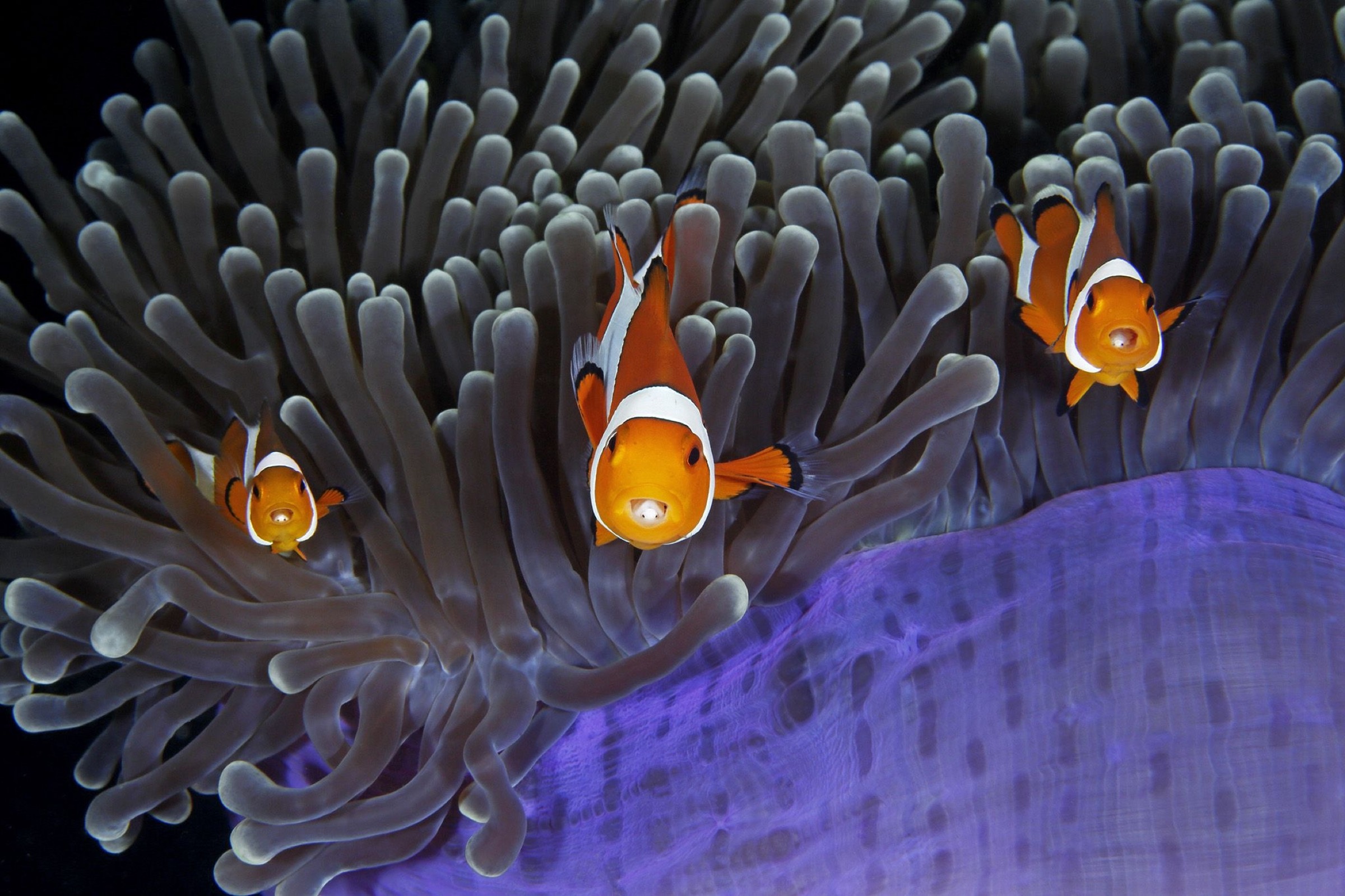 Clownfish, Tongue Tied, Biographic,, 2400x1600 HD Desktop