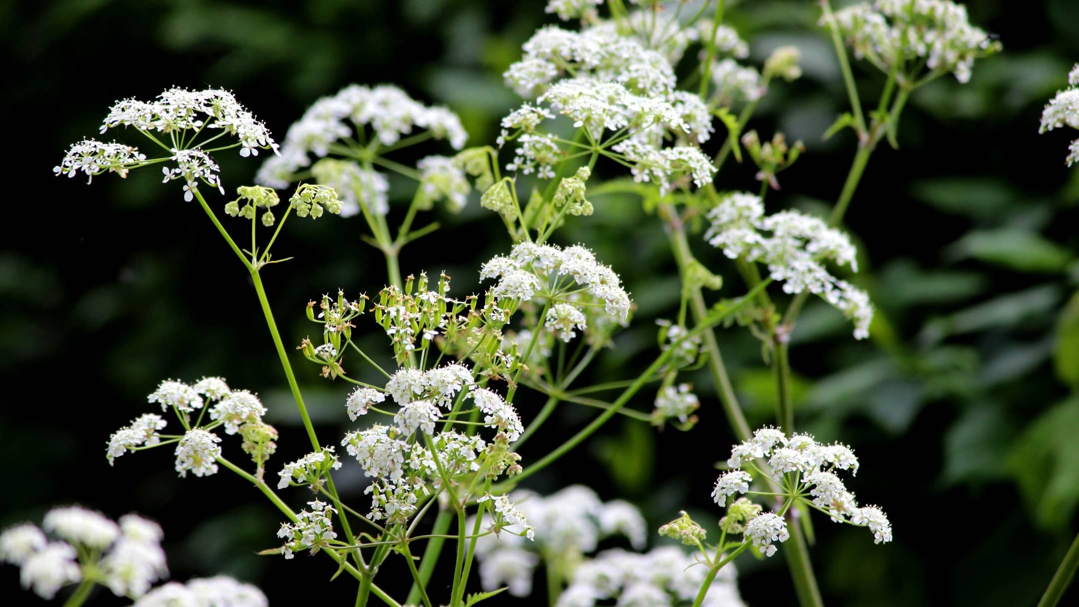 Chervil, Spice usage, Plant kotnyi, 2160x1220 HD Desktop