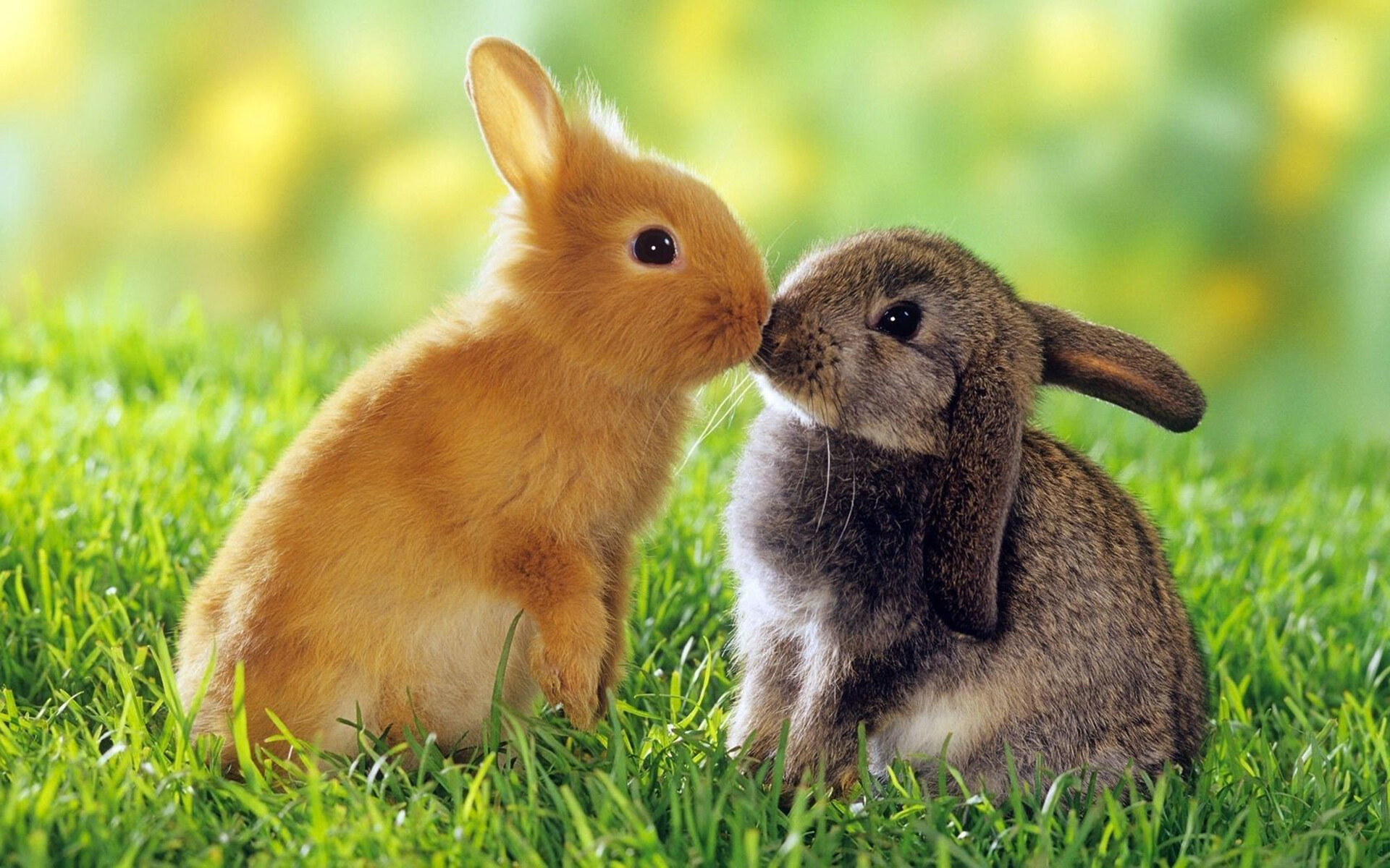 Irresistibly cute bunnies, Fluffy companions, Whiskered wonders, Pet's delight, 1920x1200 HD Desktop