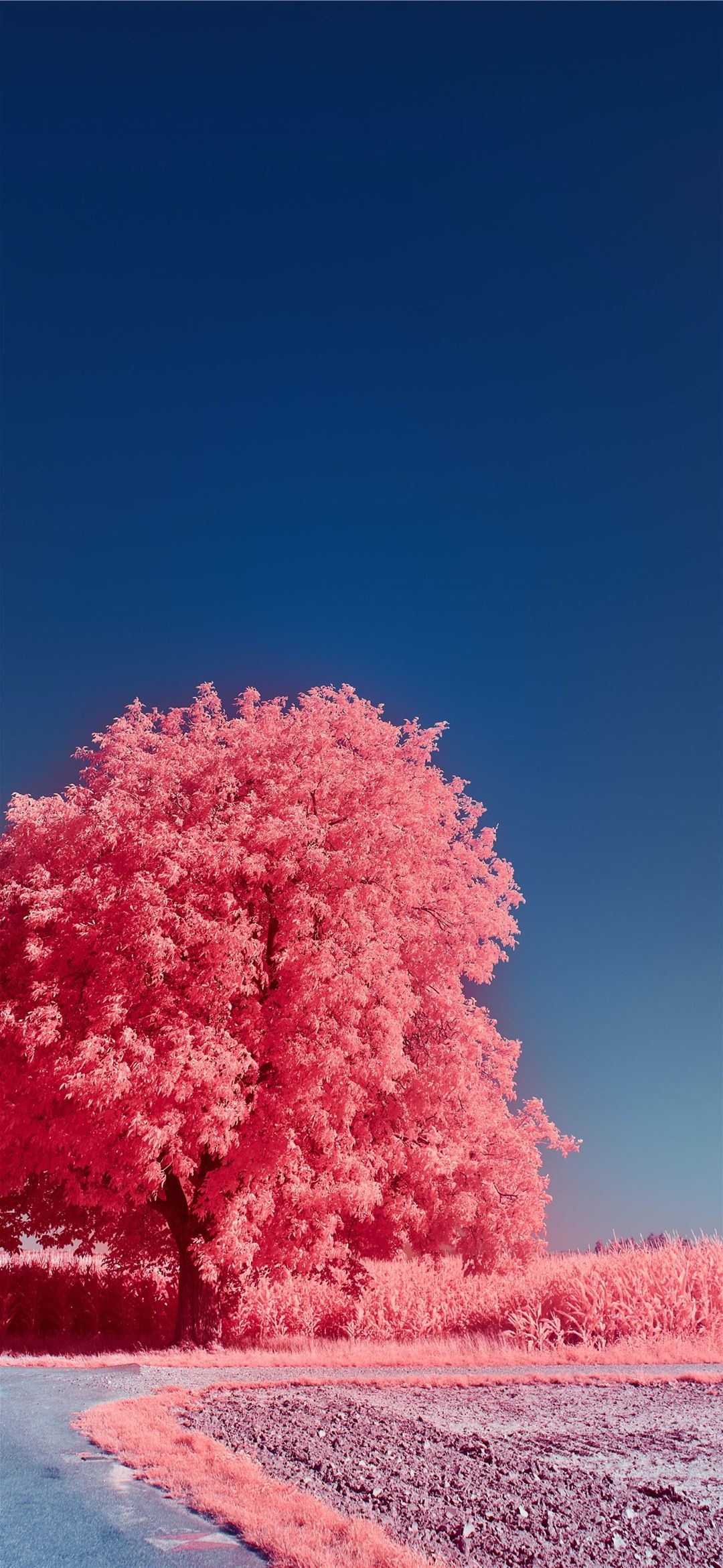 Pink infrared tree, Pink country field, Clear deep blue sky, HD Phone wallpaper