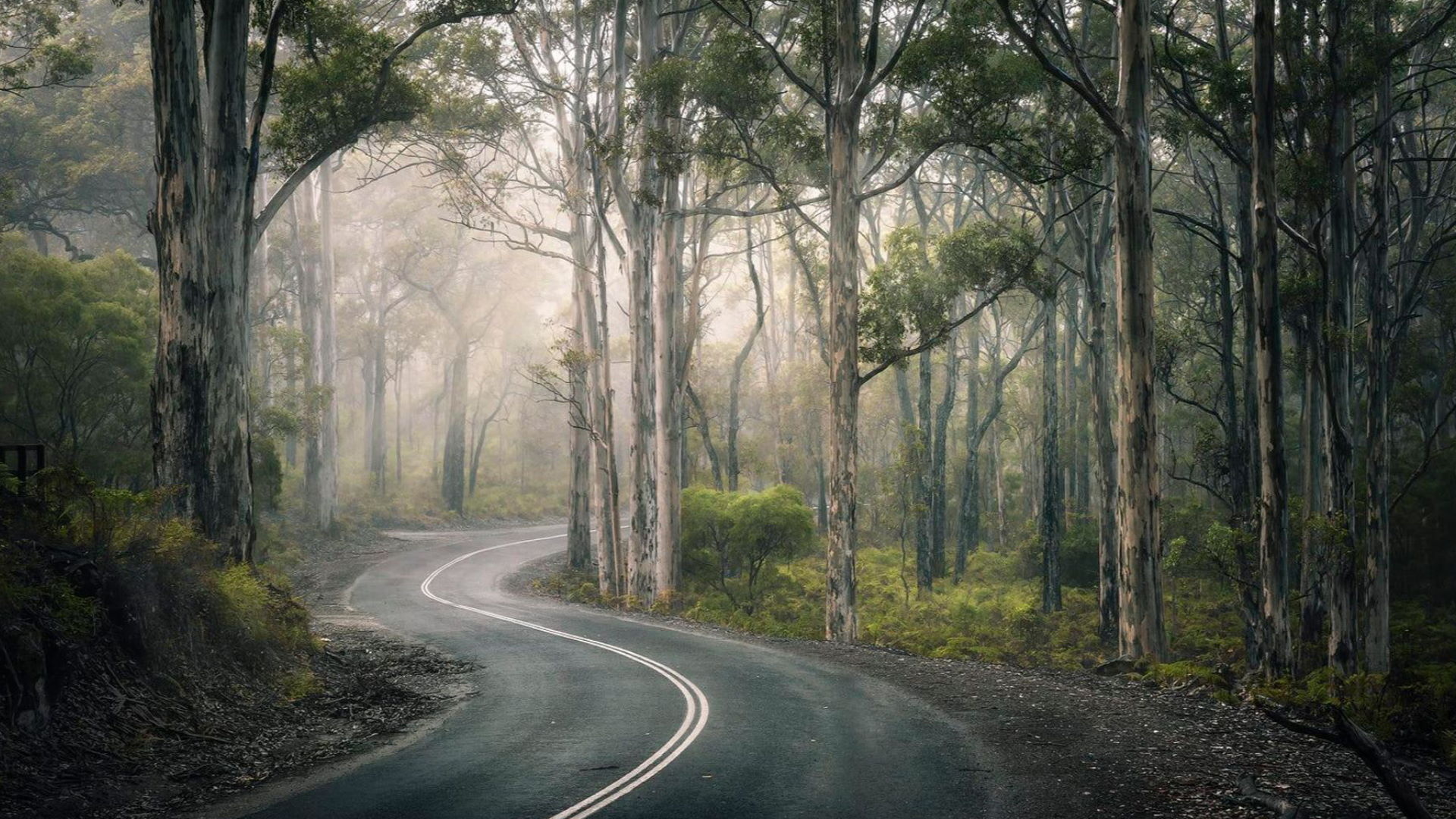 curving asphalt road, tall eucalyptus forest, dense morning fog, Full HD Desktop wallpaper