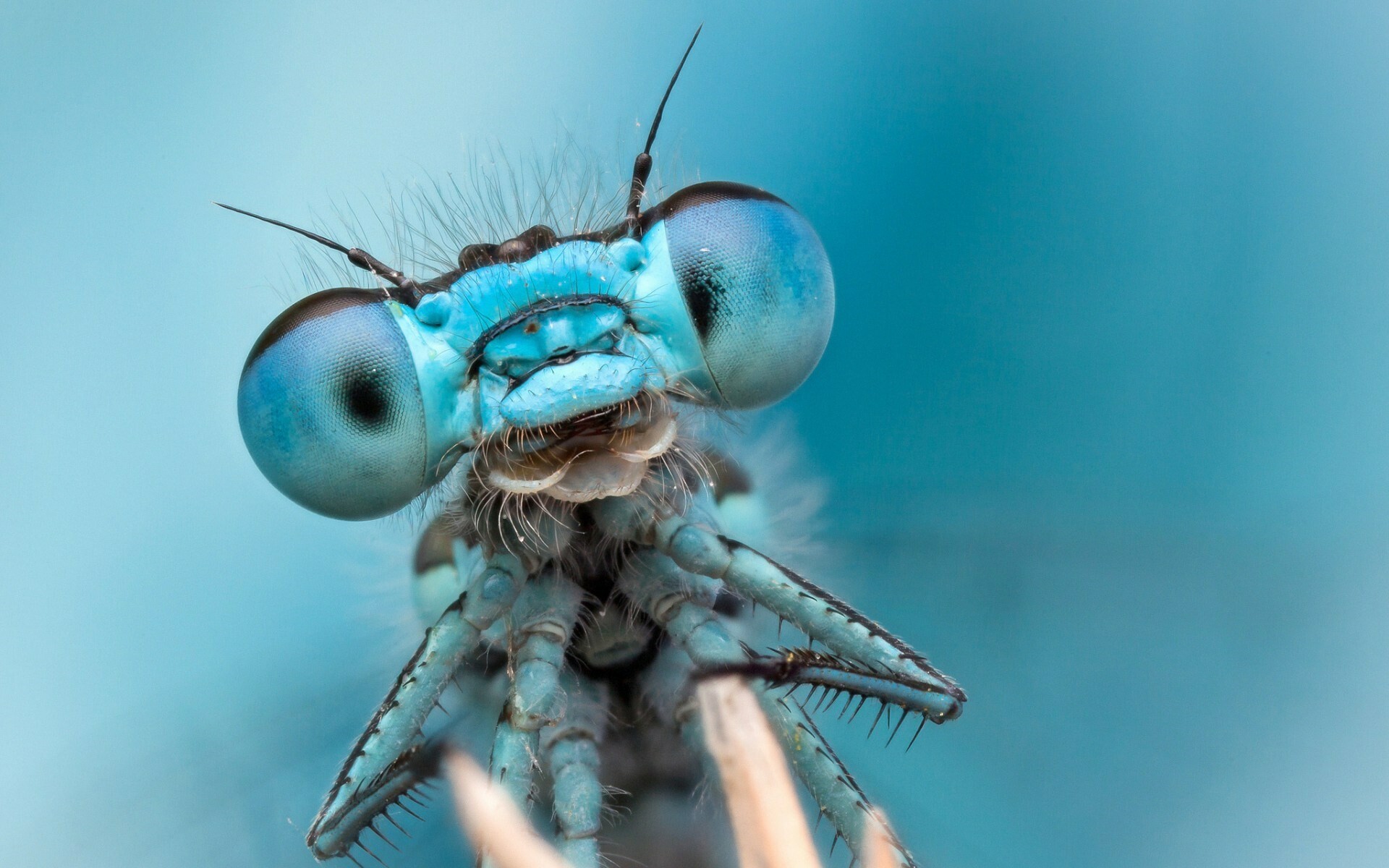 Dragonfly eyes, Dragonflies Wallpaper, 1920x1200 HD Desktop