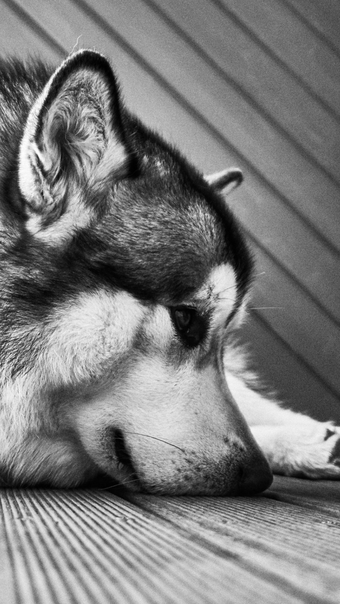 Monochrome, Alaskan Malamutes Wallpaper, 1080x1920 Full HD Phone