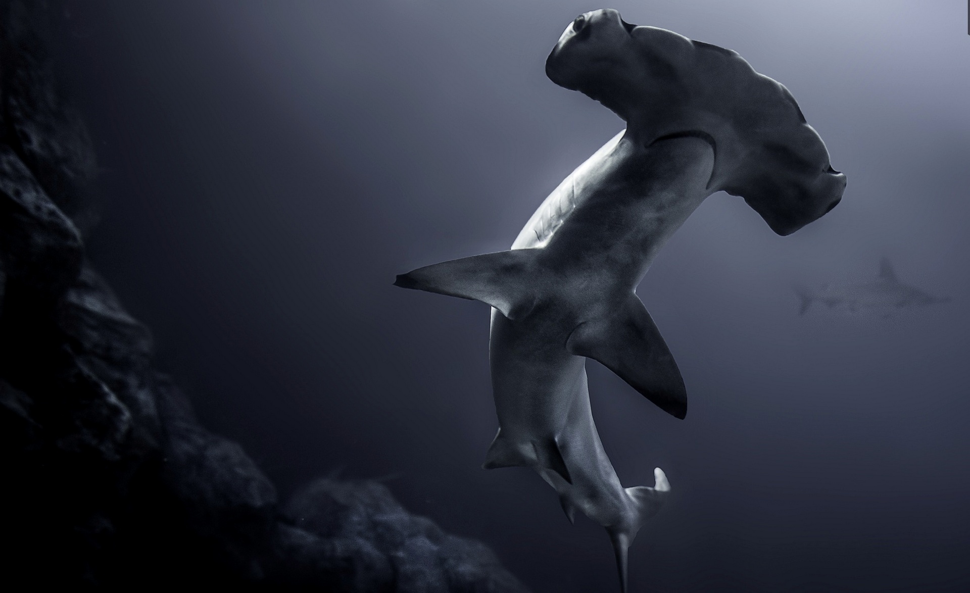 Hammerhead sharks, HD shark wallpapers, Shark wallpapers collection, Shark enthusiasts, 1920x1180 HD Desktop