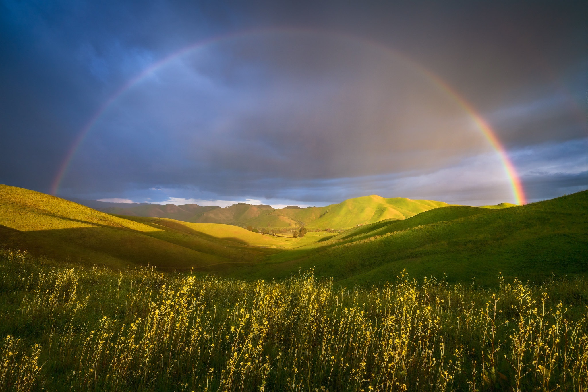 Full arch rainbow, Rolling green hills, Yellow wildflower meadow, HD Desktop wallpaper