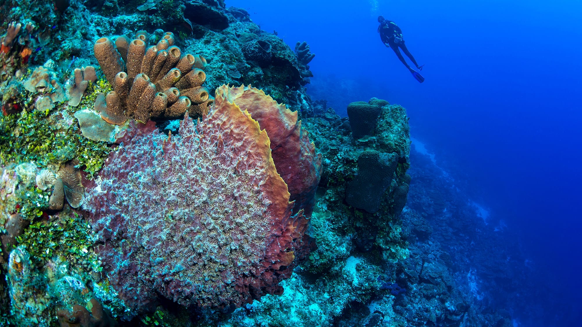 Caribbean Coral Reef Islands, Resilient reefs, Turquoise waters, Oceanographic research, 2000x1130 HD Desktop