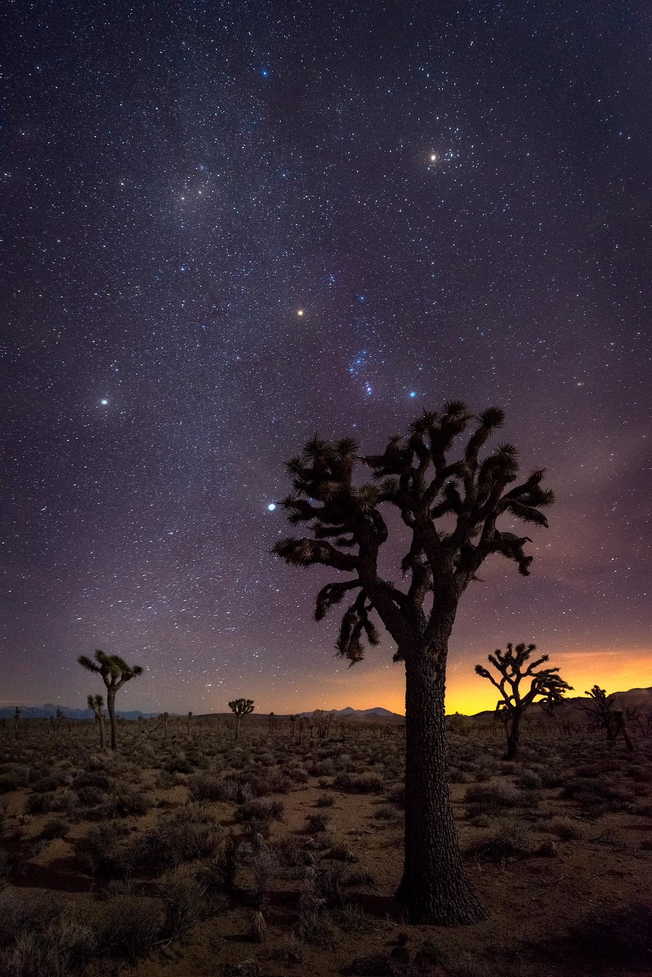 Silhouetted Joshua trees, View of the cosmos, Death Valley, USA, 1340x2000 HD Phone