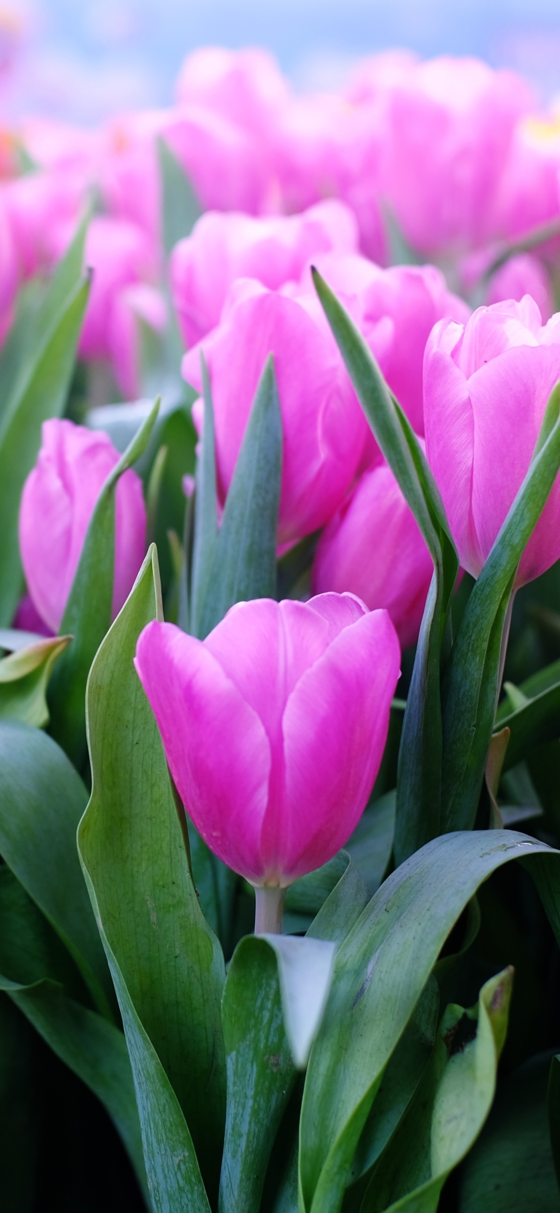 Pink tulip blossom, Blooming tulip field, Green tulip foliage, HD Phone wallpaper