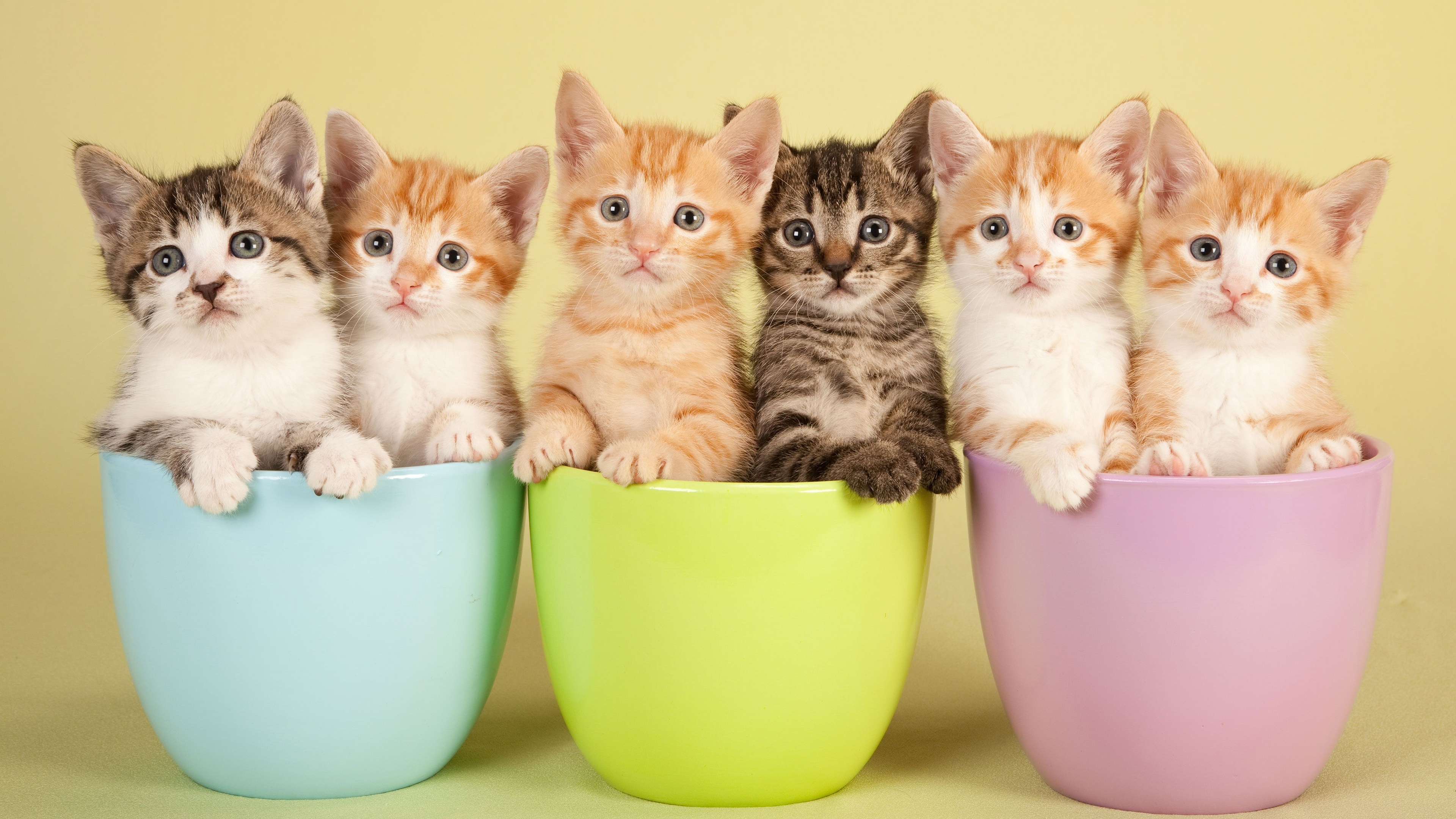 six domestic shorthair kittens, pastel ceramic flowerpots, pale yellow studio setting, 4K Desktop wallpaper