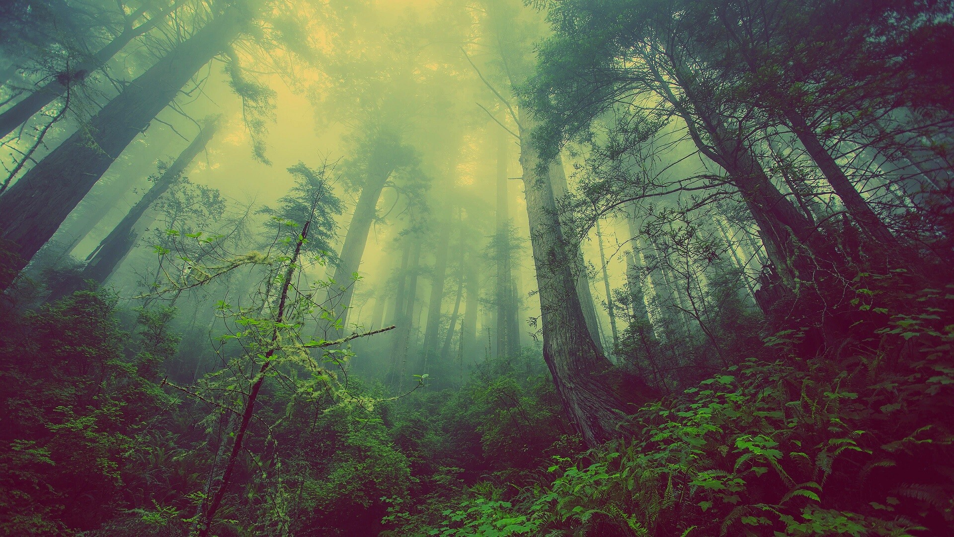 Misty rainforest, Awe-inspiring scenery, Foggy ambiance, Desktop wallpaper, 1920x1080 Full HD Desktop