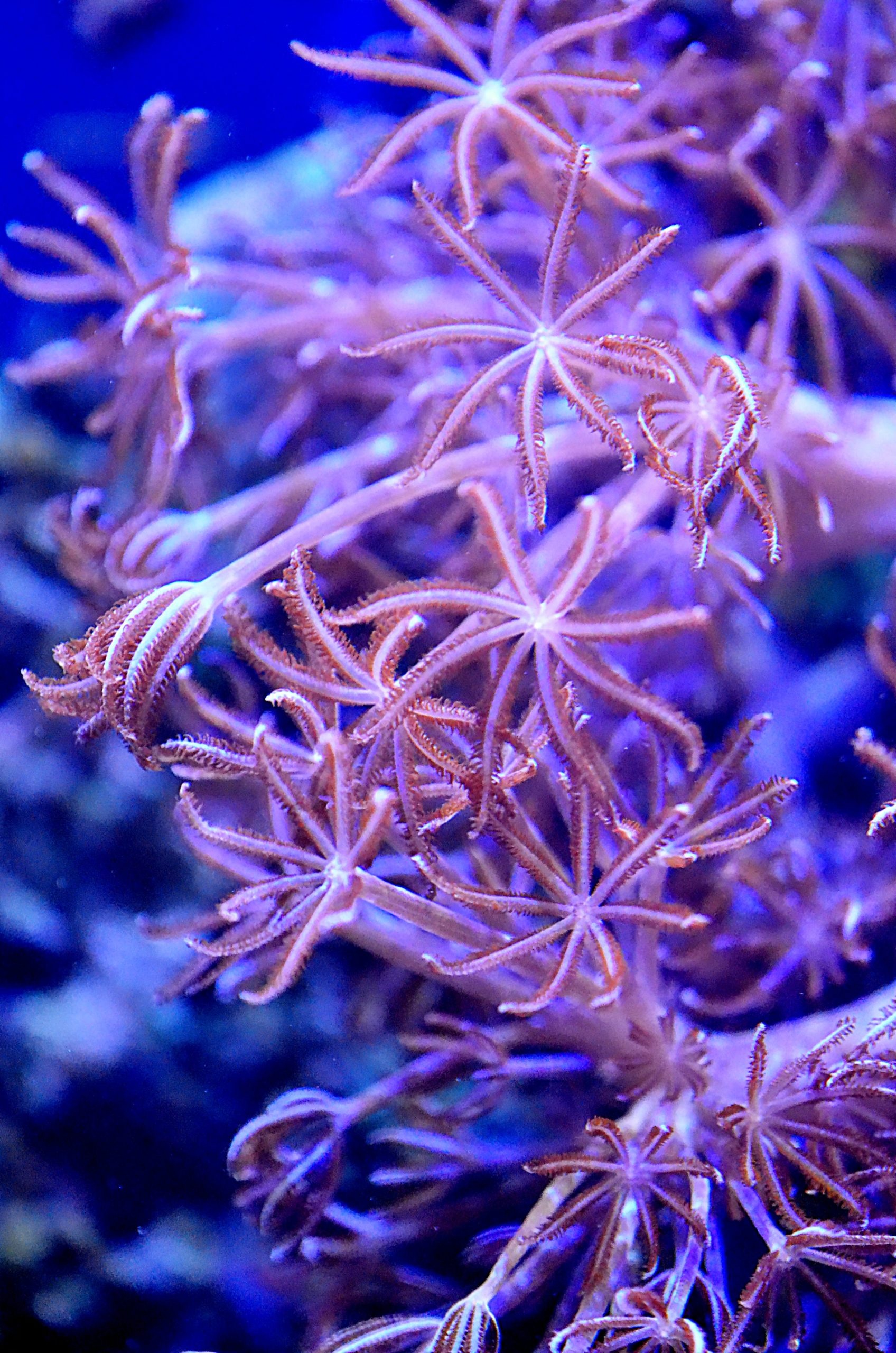 Protecting reefscapes, Coral reef alliance, 1700x2560 HD Phone