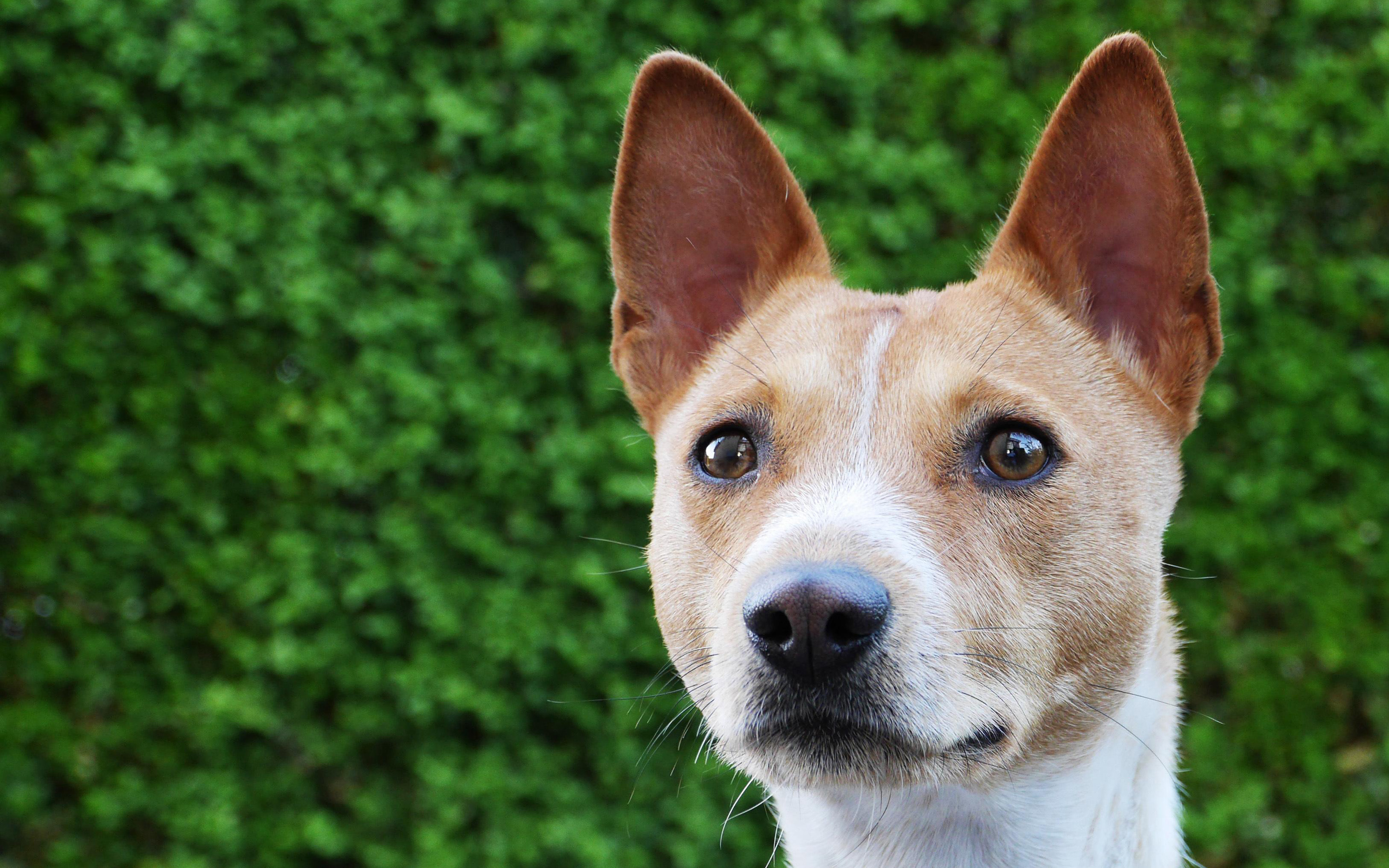 Basenji dog, 4K close-up, Hunting dog, Cute animals, 2880x1800 HD Desktop