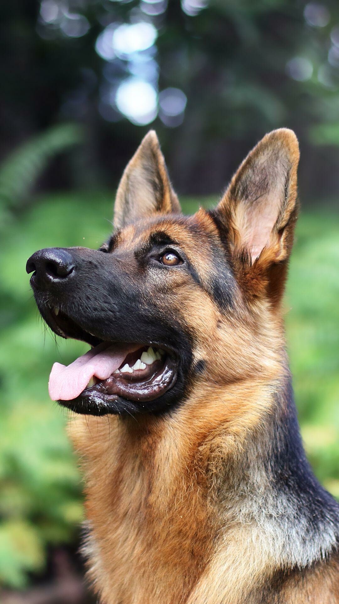 German Shepherd, Boxer wallpapers, Beautiful mix breed, 1080x1920 Full HD Phone