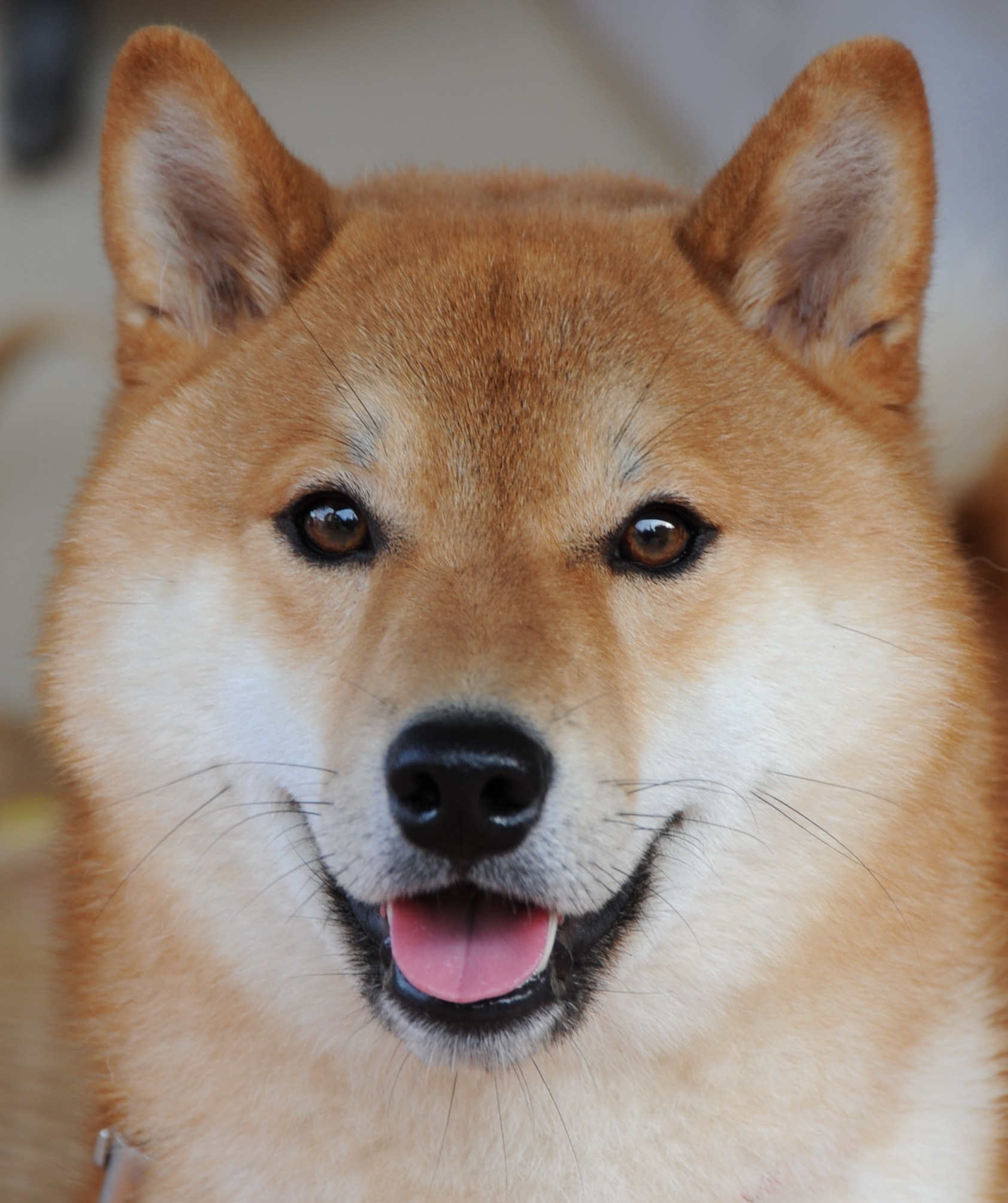 Hokkaido Dog, Ainu dog, High quality hd wallpapers, 1690x2010 HD Phone