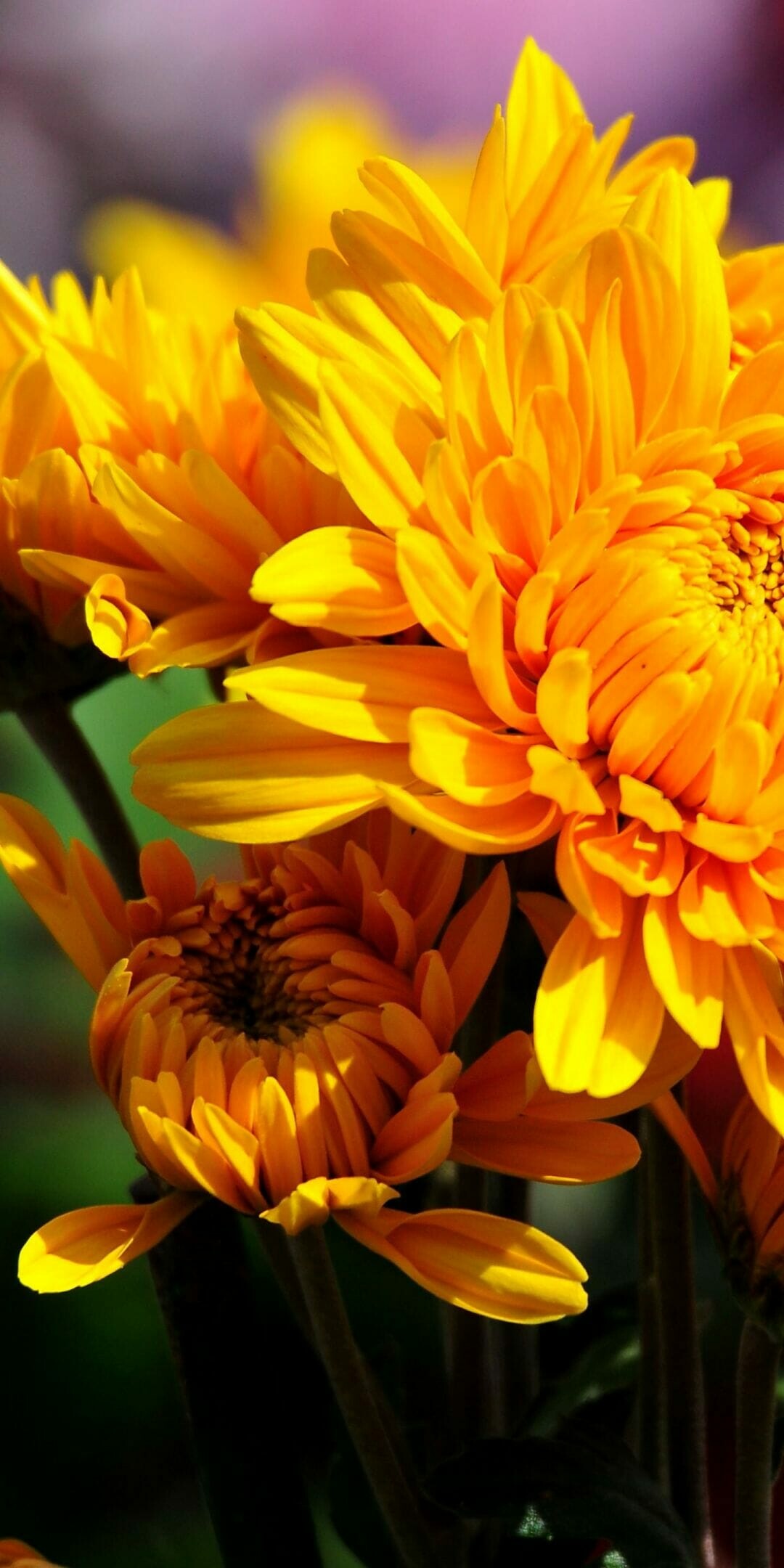 Chrysanthemum flowers, Android wallpaper, HD background, Floral beauty, 1080x2160 HD Phone