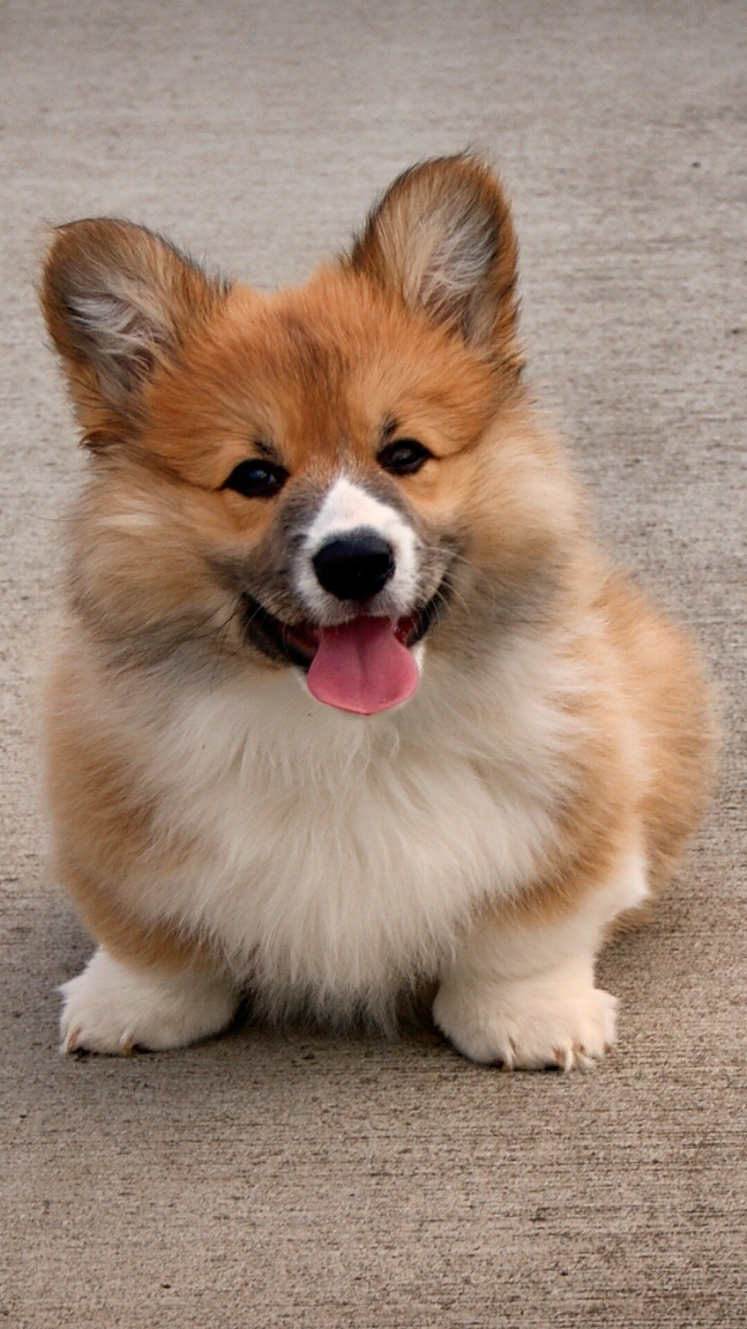 Fluffy, Corgis Wallpaper, 1080x1920 Full HD Phone