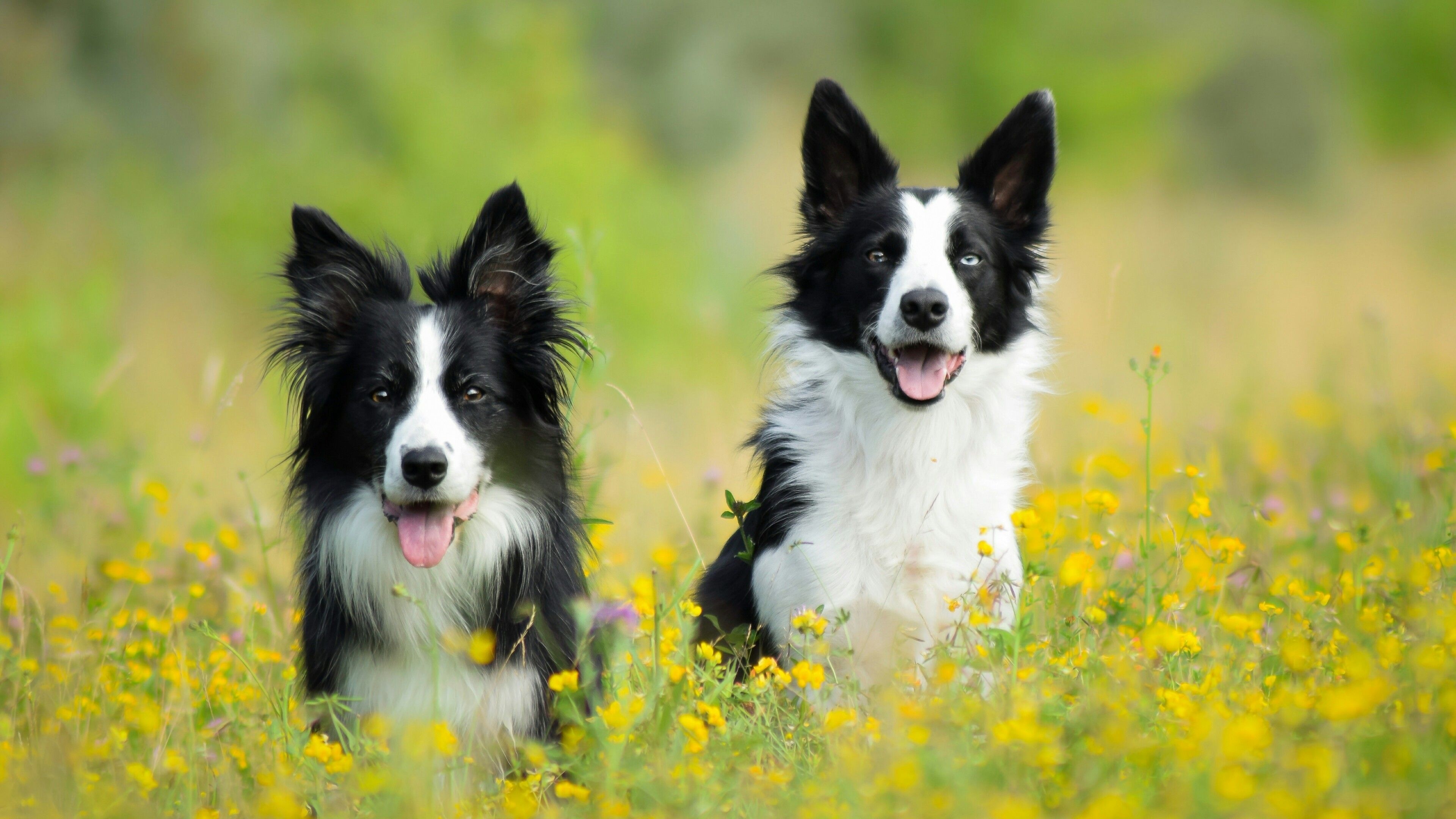 Collie wallpapers, Furry cuteness, Canine elegance, Adorable doggie, 3840x2160 4K Desktop