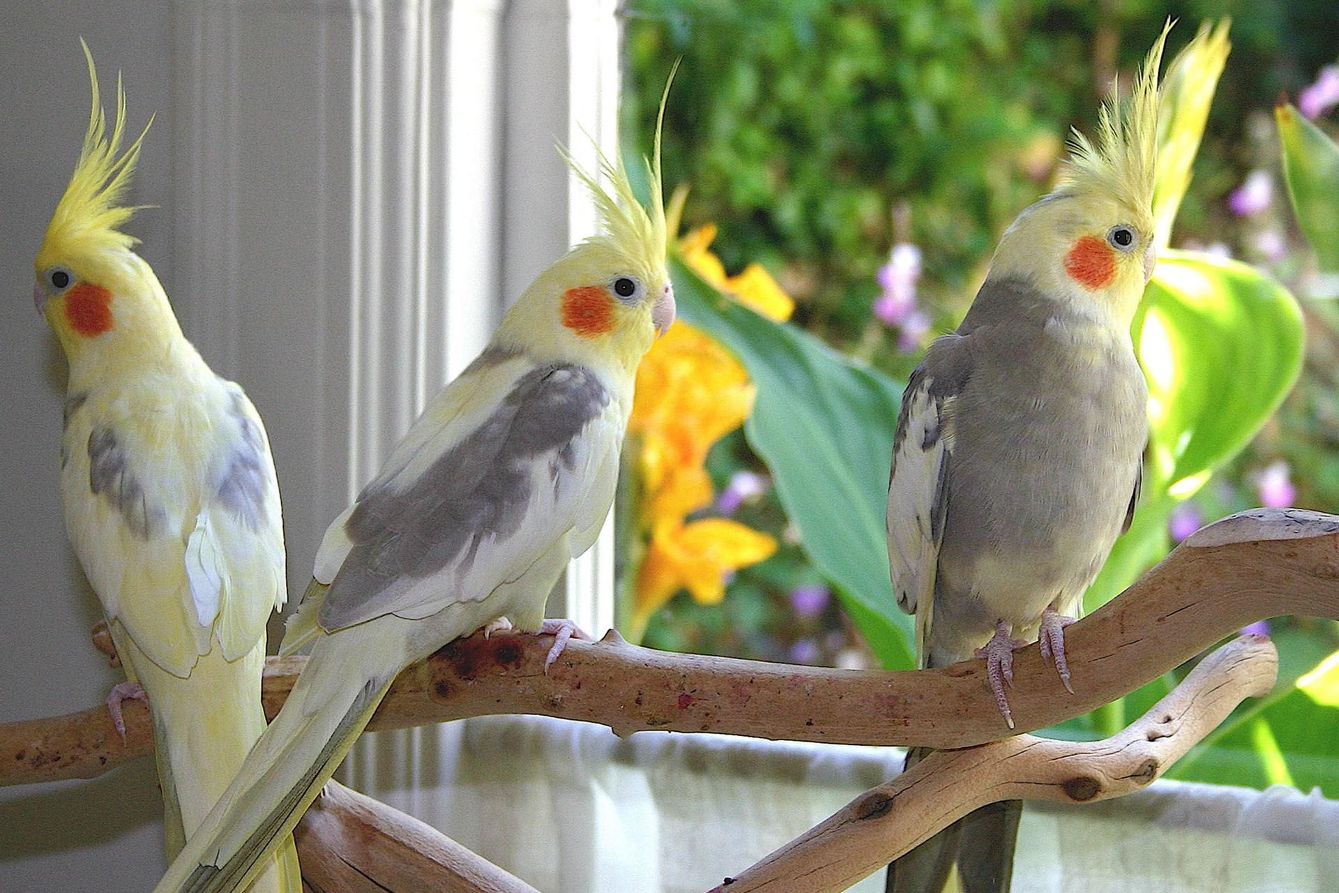 HD cockatiel wallpapers, Stunning bird backgrounds, High-resolution images, Feathered beauty, 1920x1280 HD Desktop