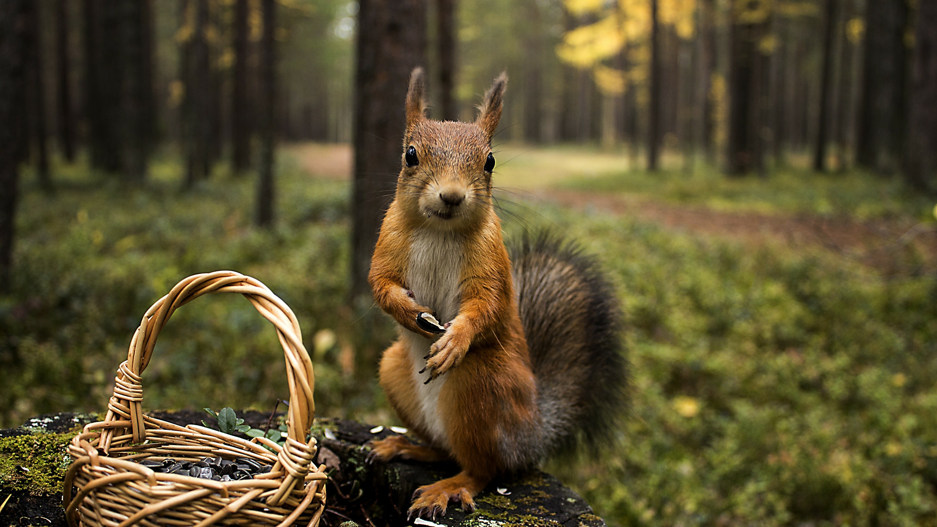 Close-up, Squirrels Wallpaper, 3840x2160 4K Desktop