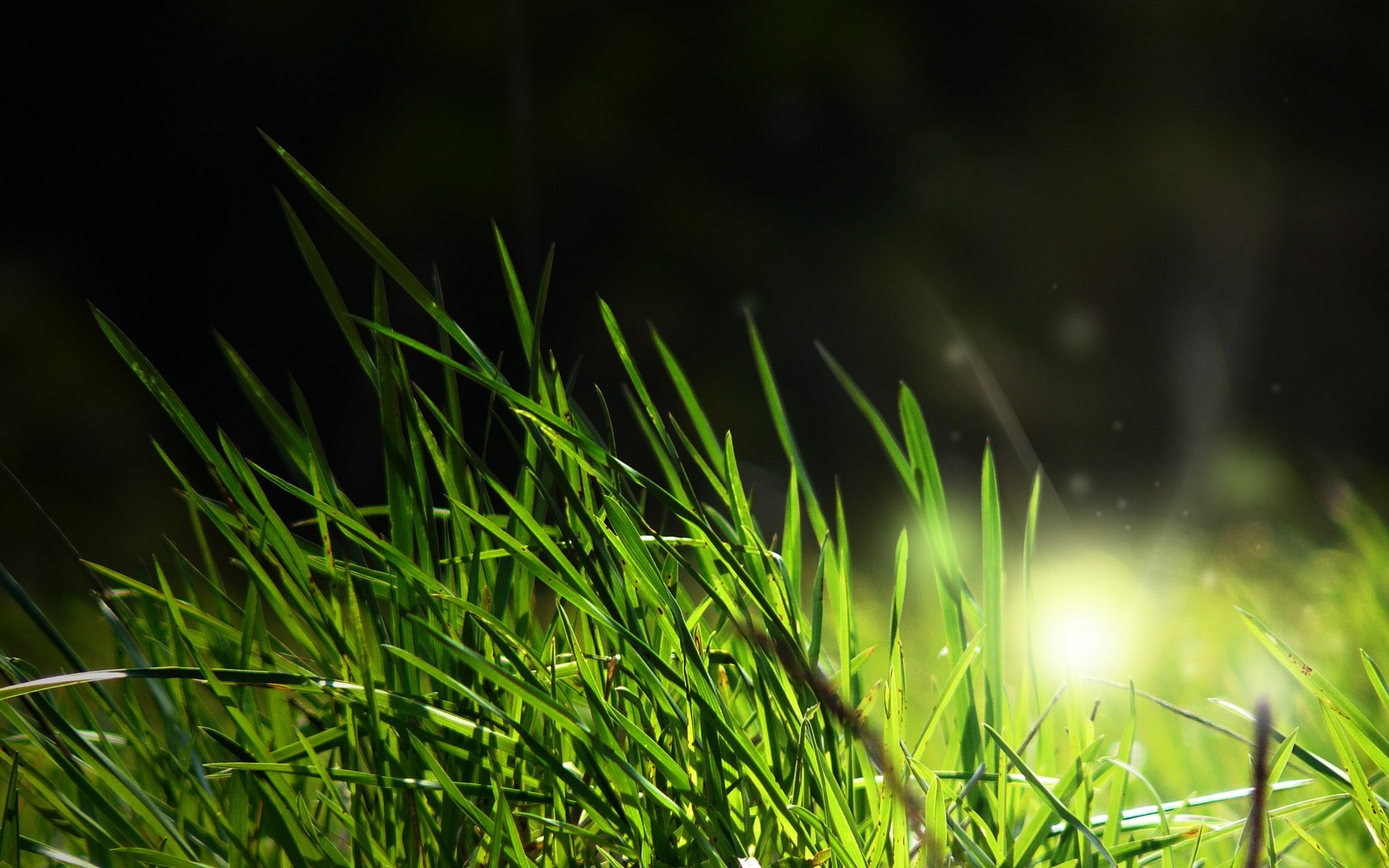 Grass sunlight macro, Nature wallpapers, HD desktop backgrounds, Mobile scenery, 1920x1200 HD Desktop