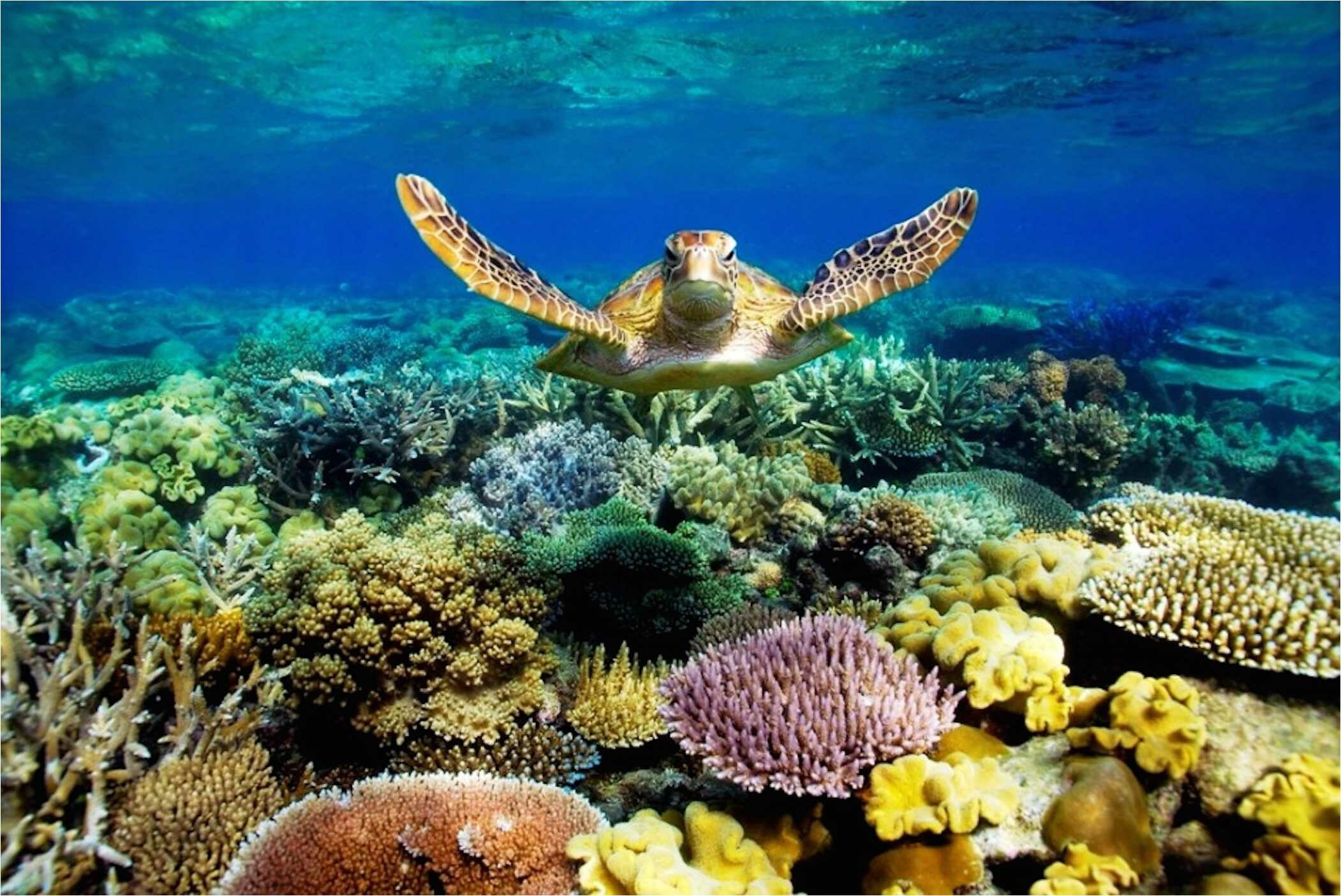 Barrier reef wallpapers, Underwater paradise, Tropical marine life, Captivating oceanic beauty, 2110x1410 HD Desktop