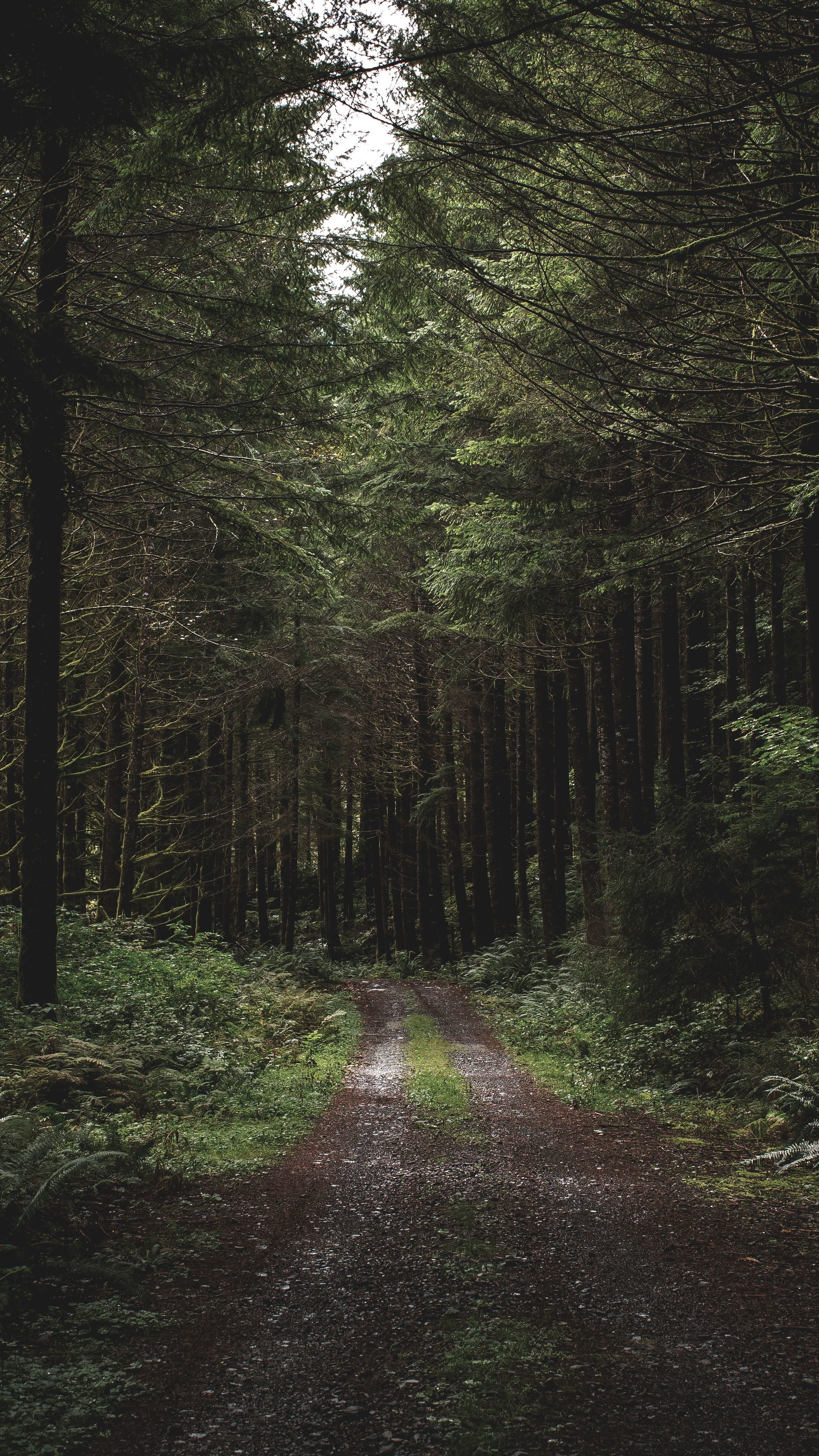 Dirt road in forest, Nature's traverse, Rustic pathway, Nature's carpet, 2160x3840 4K Phone