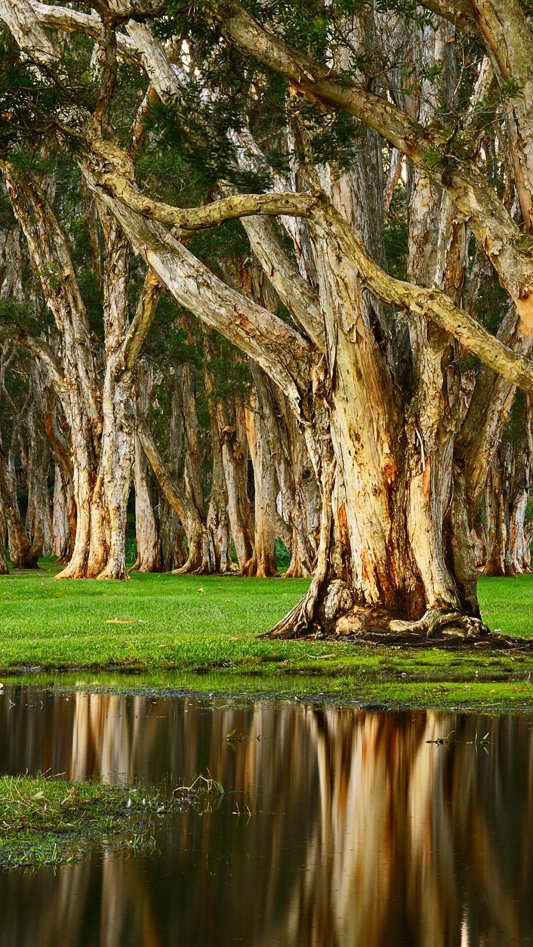 Bernardo O'Higgins National Park, Parks Wallpaper, 1080x1920 Full HD Phone