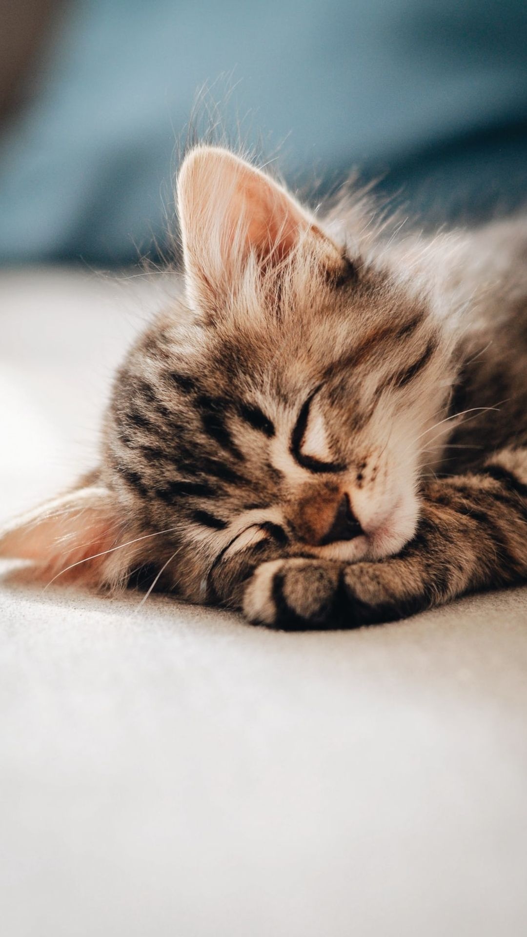 sleeping brown tabby kitten, resting kitten paw, soft neutral blanket, Full HD Phone wallpaper