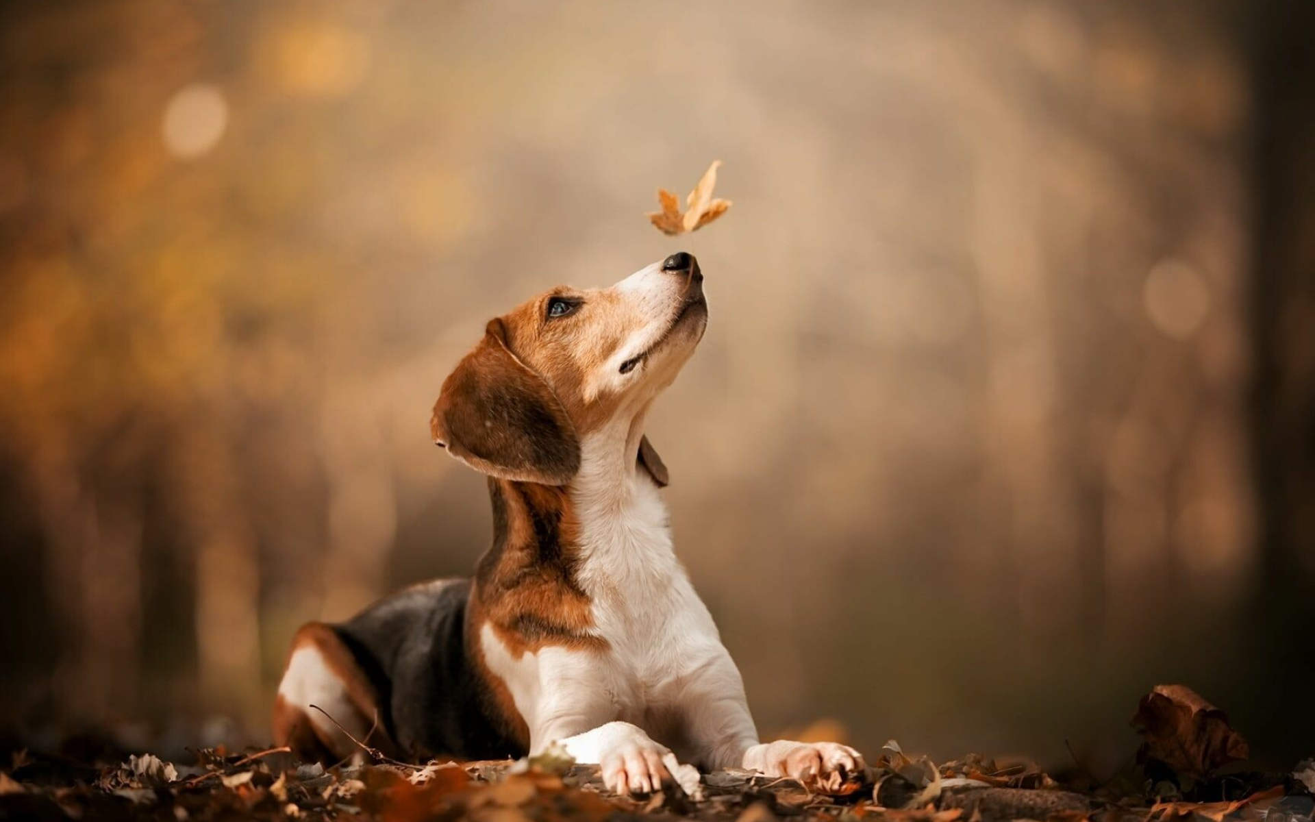 Beagle, Beagle autumn leaf, Dog photography, Beagle wallpaper, 1920x1200 HD Desktop