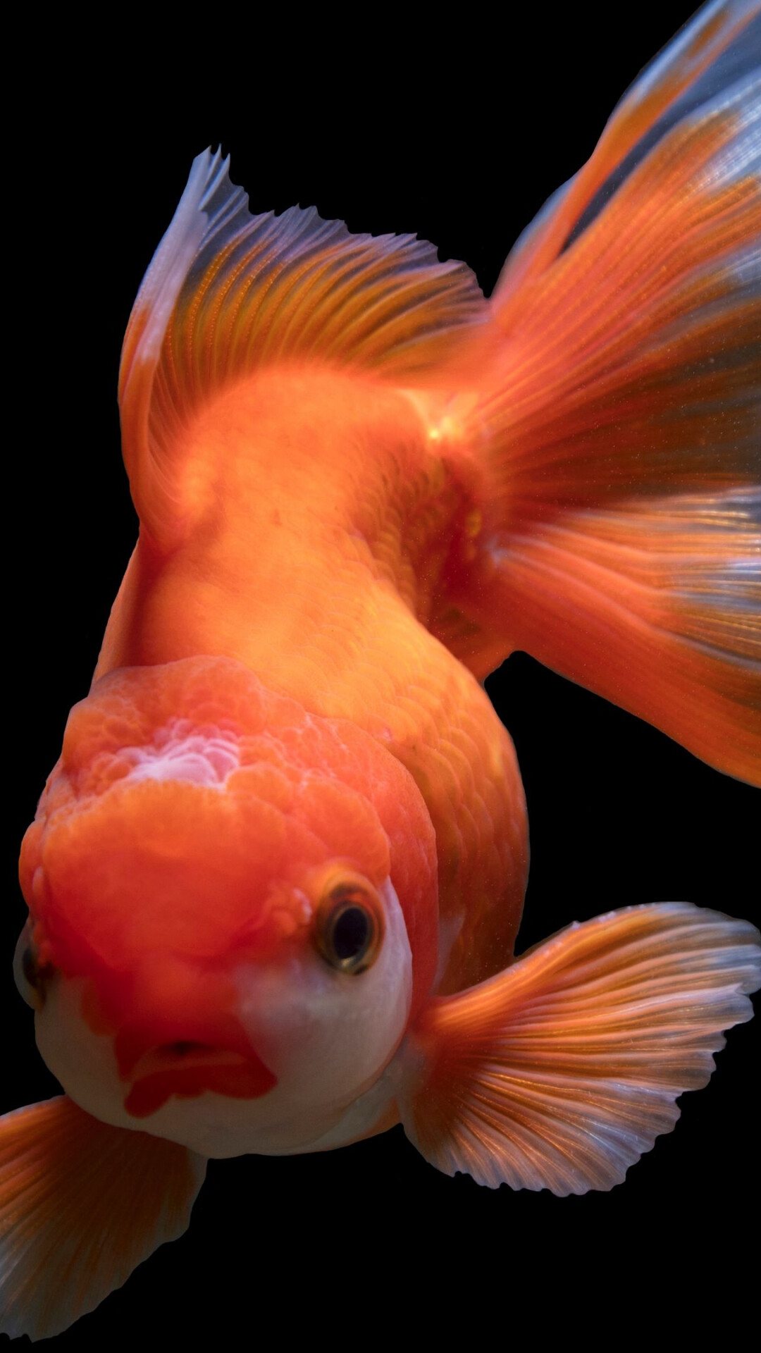 Gold Fish, Beautiful aquatic creatures, Nature's wonders, Tranquil ambiance, 1080x1920 Full HD Phone