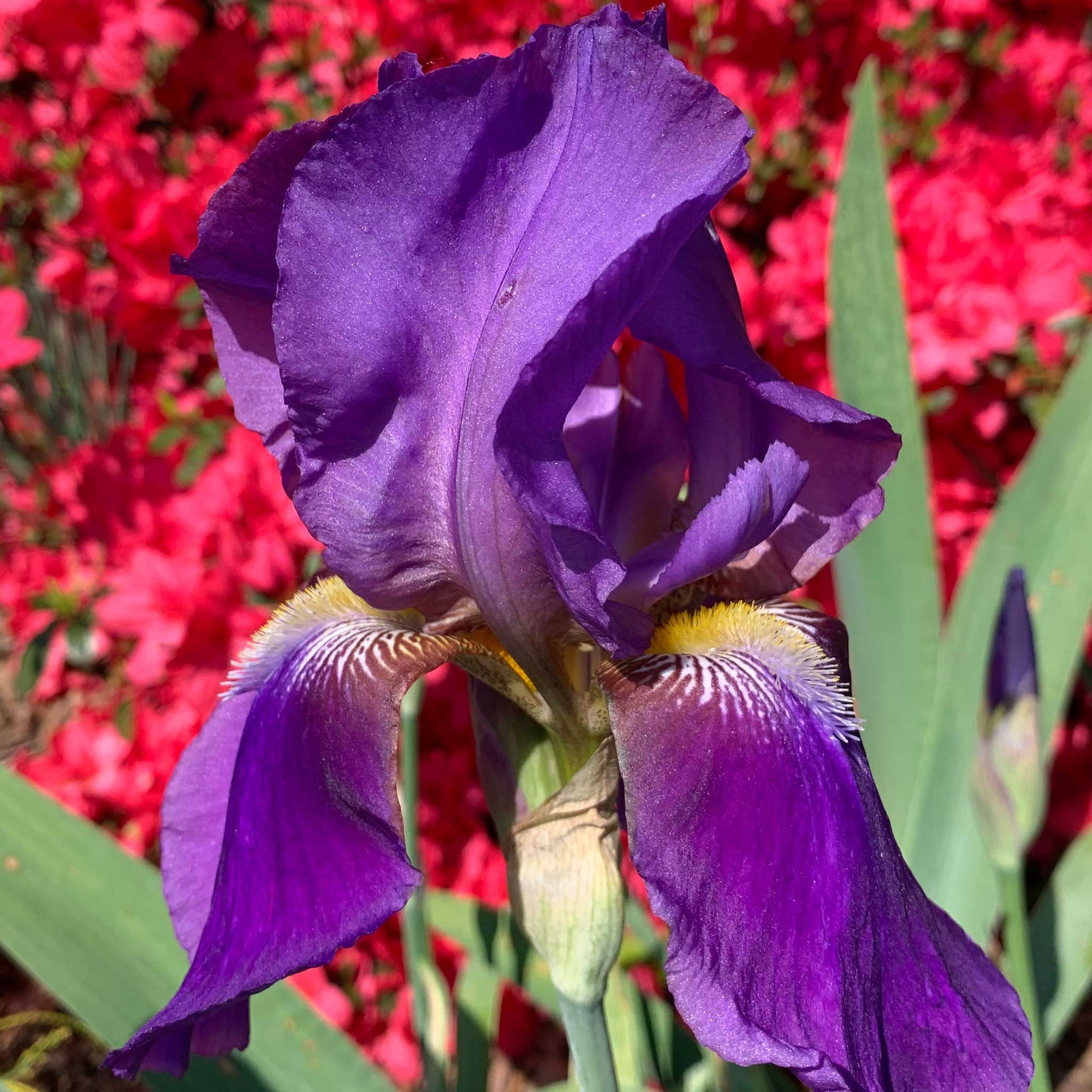 Iris, Reblooming, Bearded, Iris, 2050x2050 HD Phone