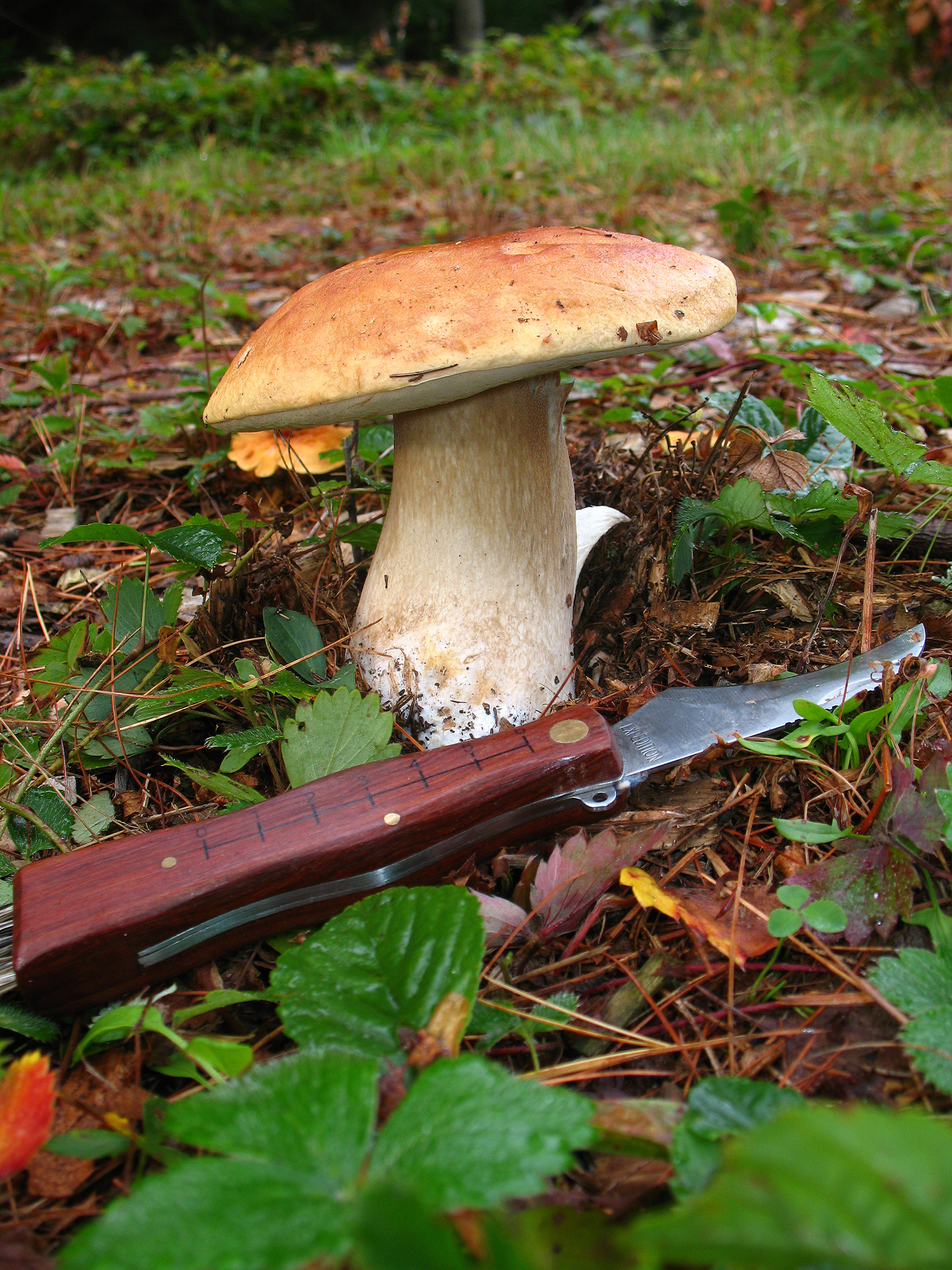 All that the rain promises, Berkshire Food Co-op, Mushroom identification, Edible wonders, 1440x1920 HD Phone