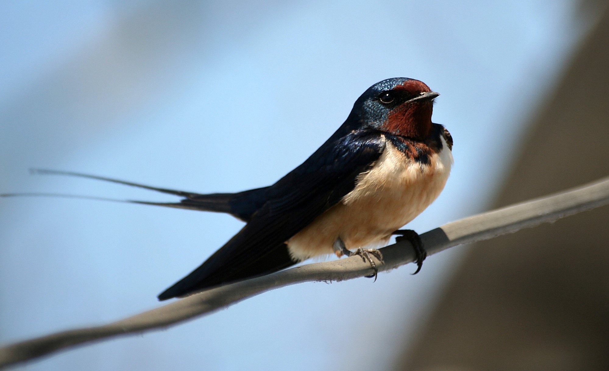 Swallow hirundo rustica, Bird facts, Folklore stories, Avian behavior, 2000x1220 HD Desktop