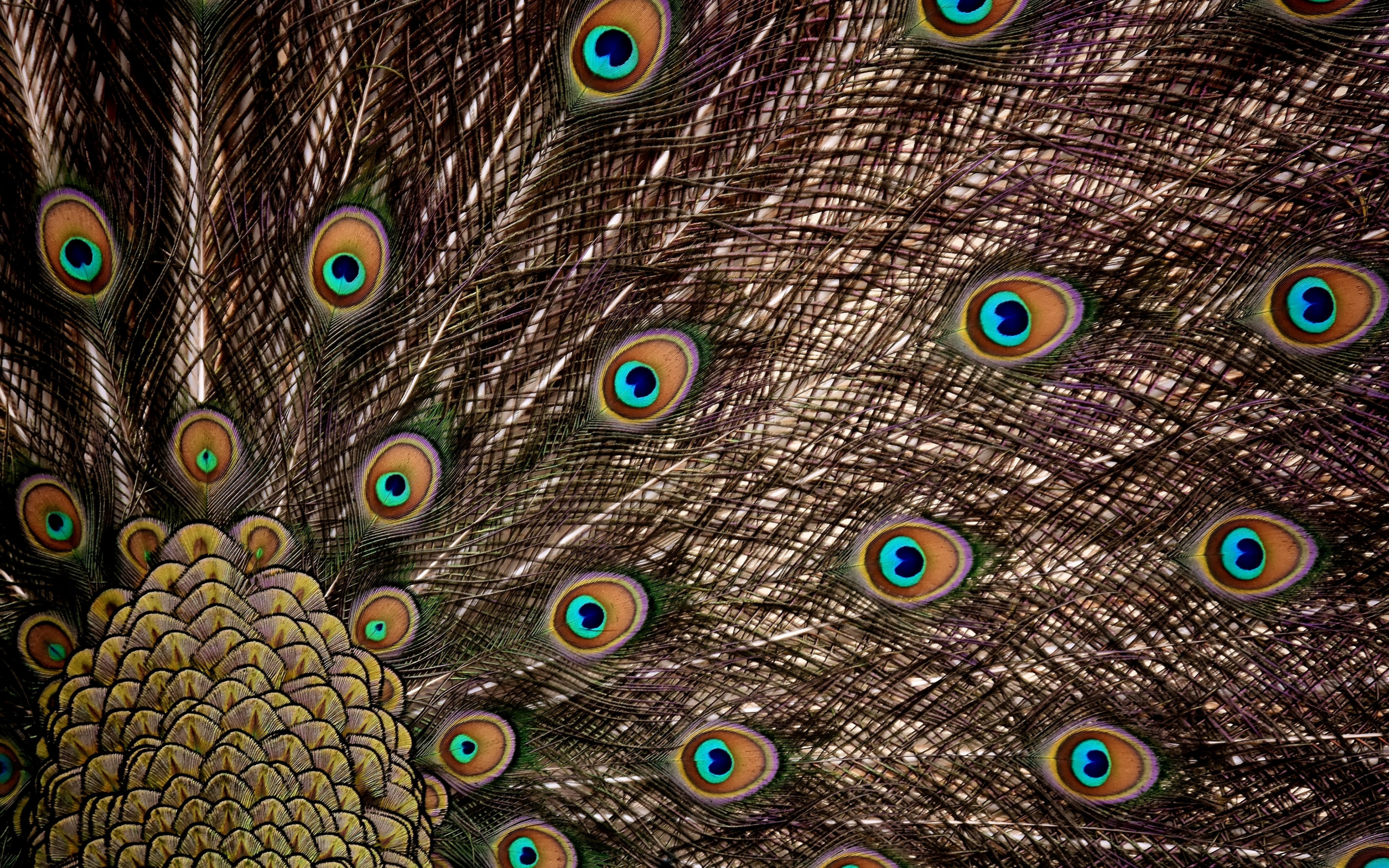 Peacock train feathers, Iridescent feather ocelli, Scalloped covert feathers, HD Desktop wallpaper
