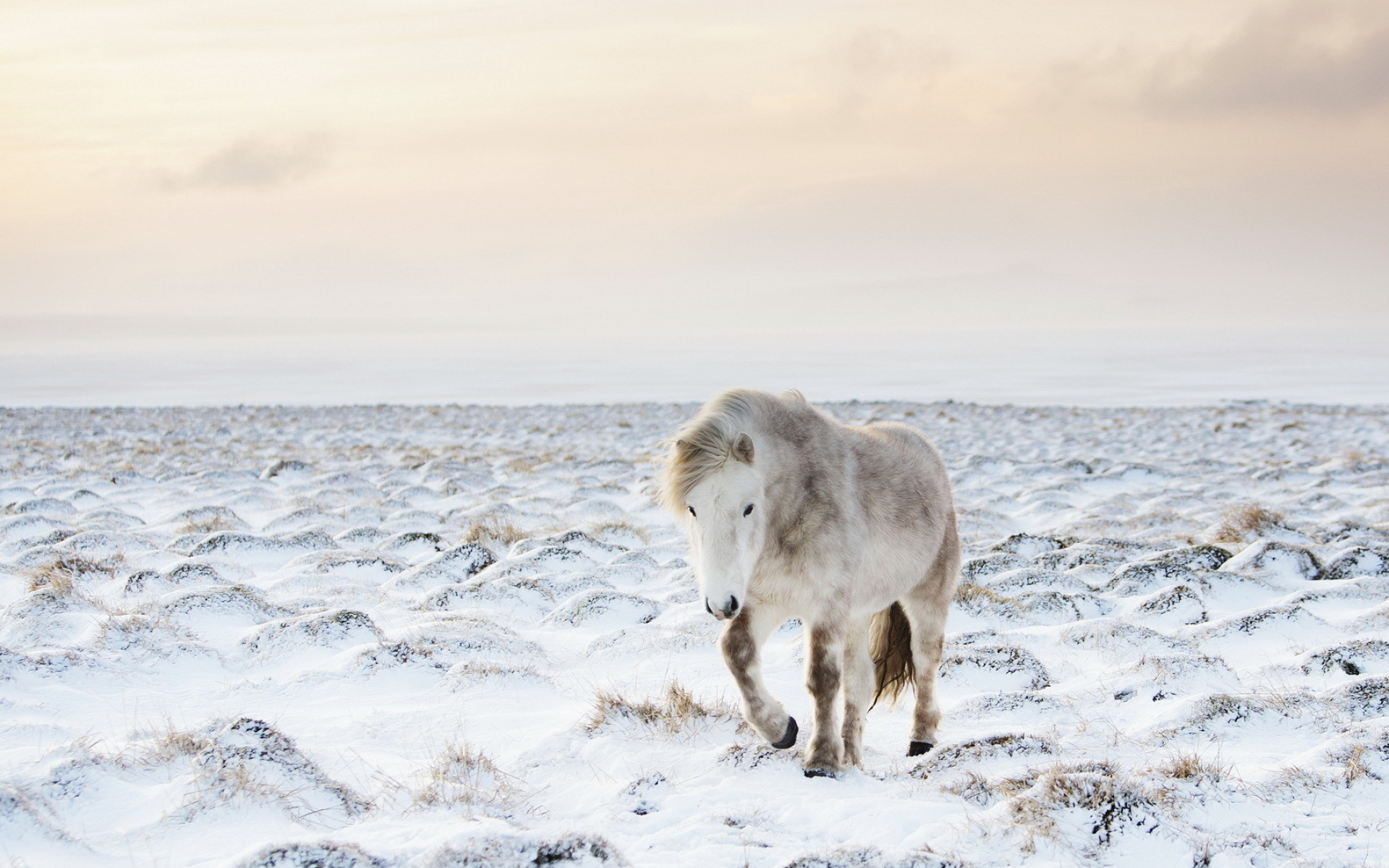 41+ Horses in Winter Wallpaper 1920x1200