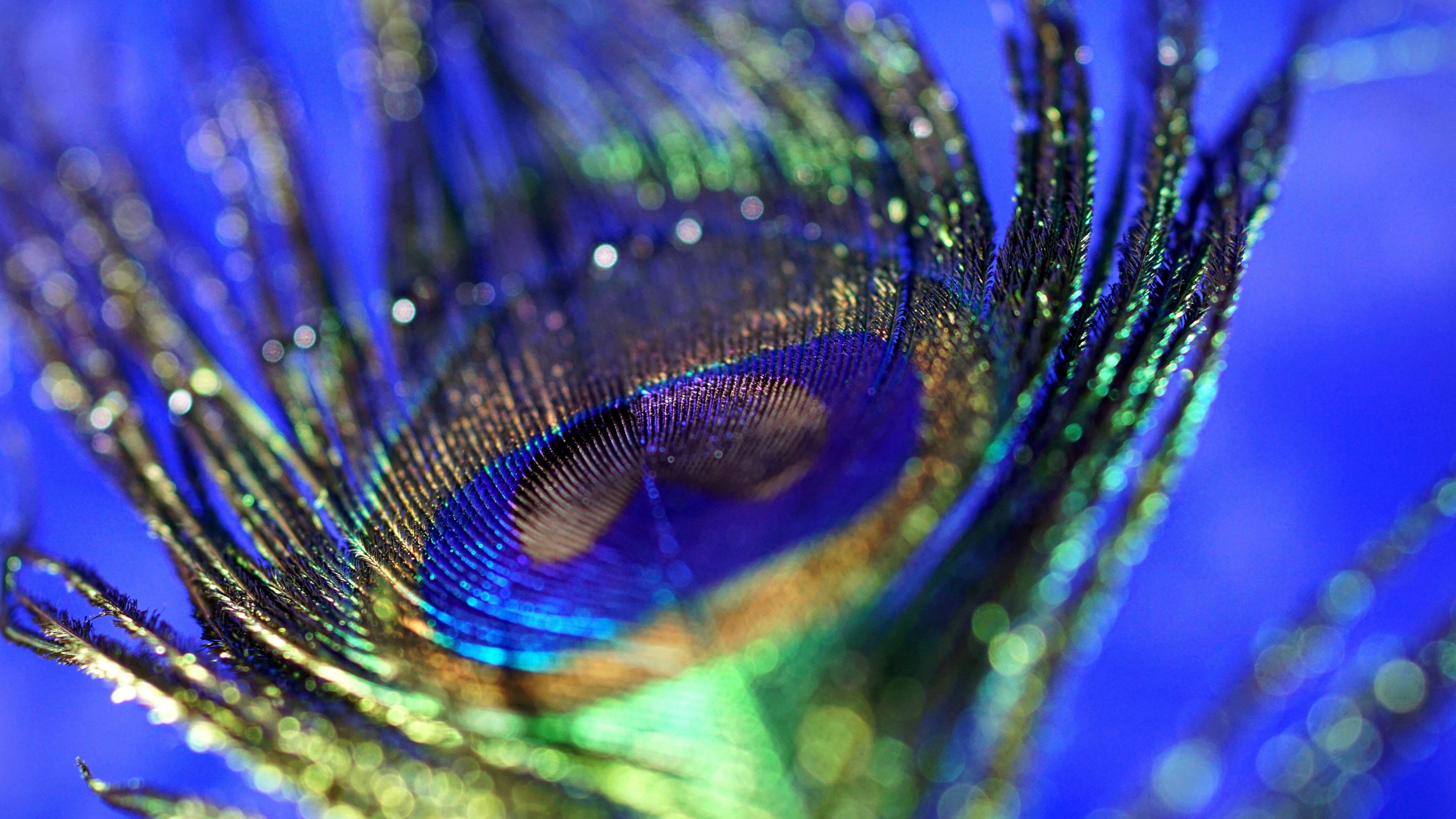 Peacock feather ocellus, Iridescent green barbules, Electric blue bokeh, 4K Desktop wallpaper
