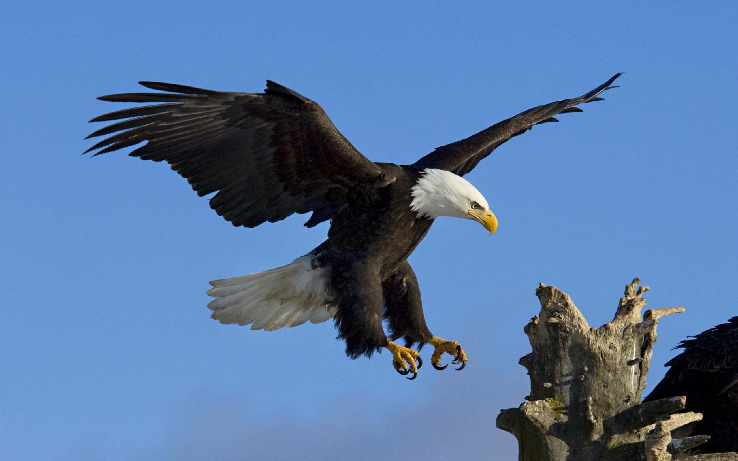 Stunning eagle wallpapers, High-definition beauty, Majestic bird, Captivating nature, 2560x1600 HD Desktop